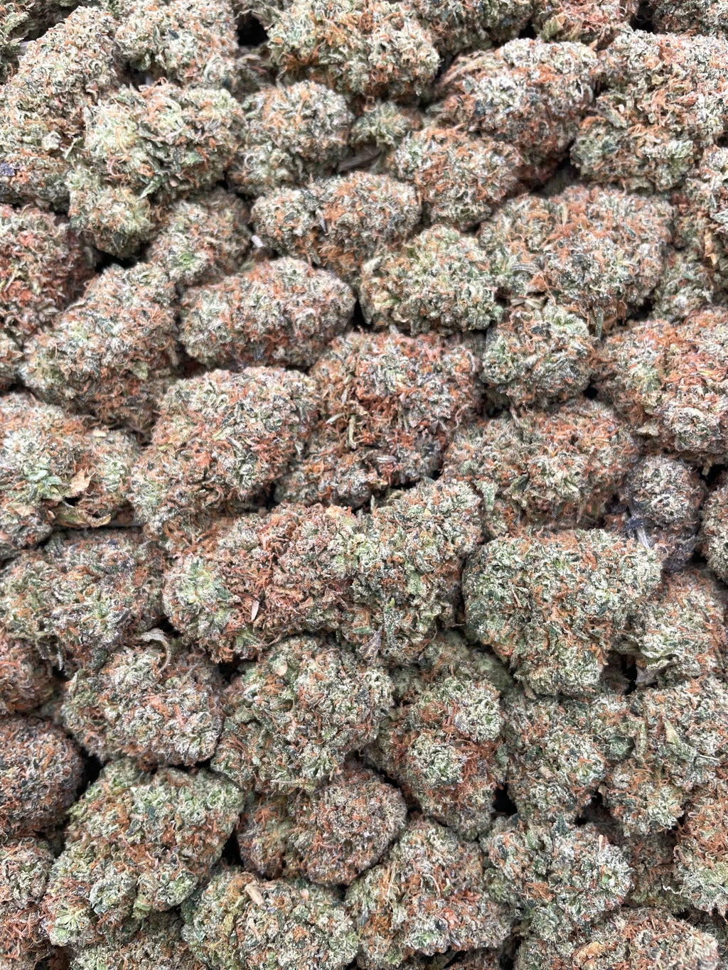 #H23C Cherry Sours (INDOOR)
