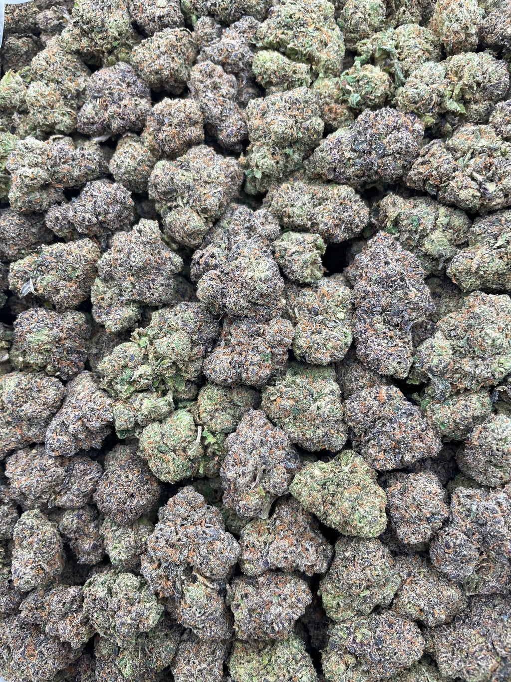 #L1C Lemon Cherry Gelato (INDOOR)