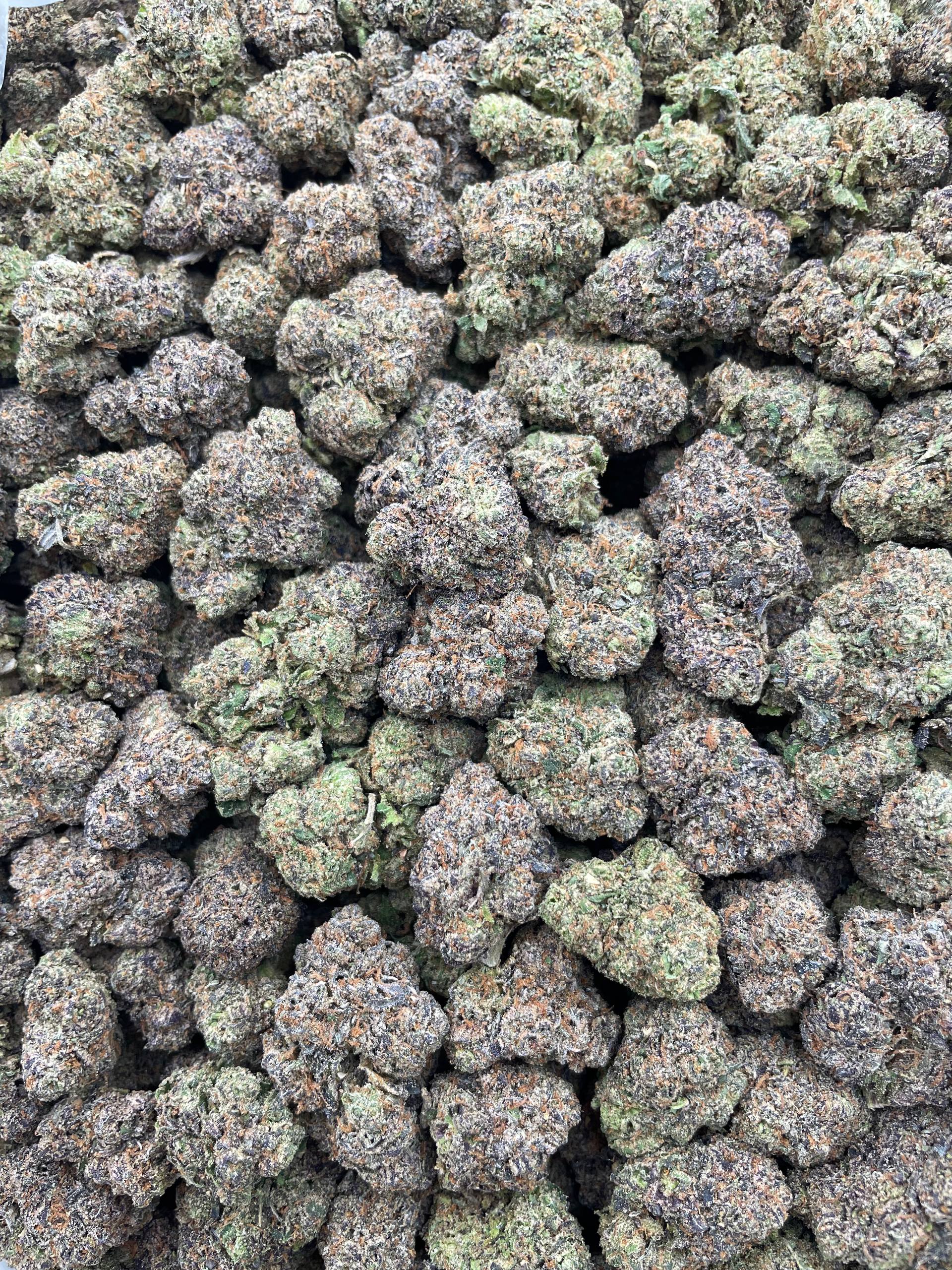 #L1C Lemon Cherry Gelato (INDOOR)