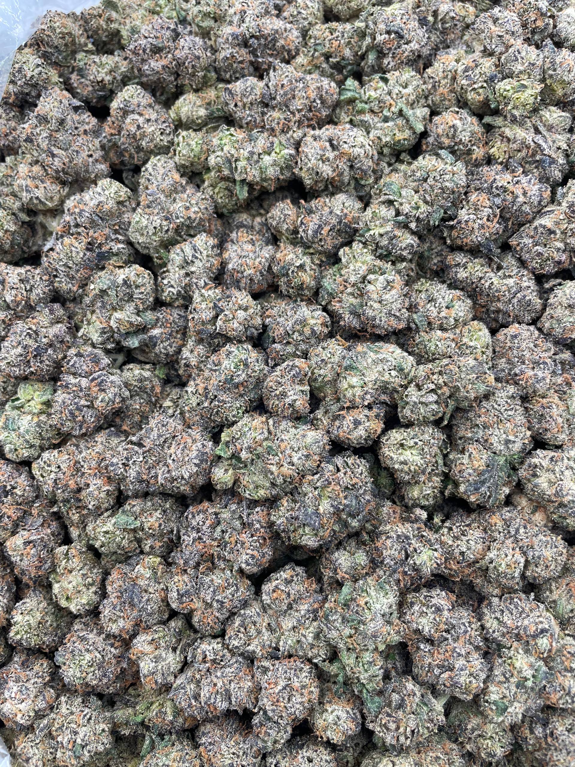 #G36B Lemon Cherry Reign (INDOOR)
