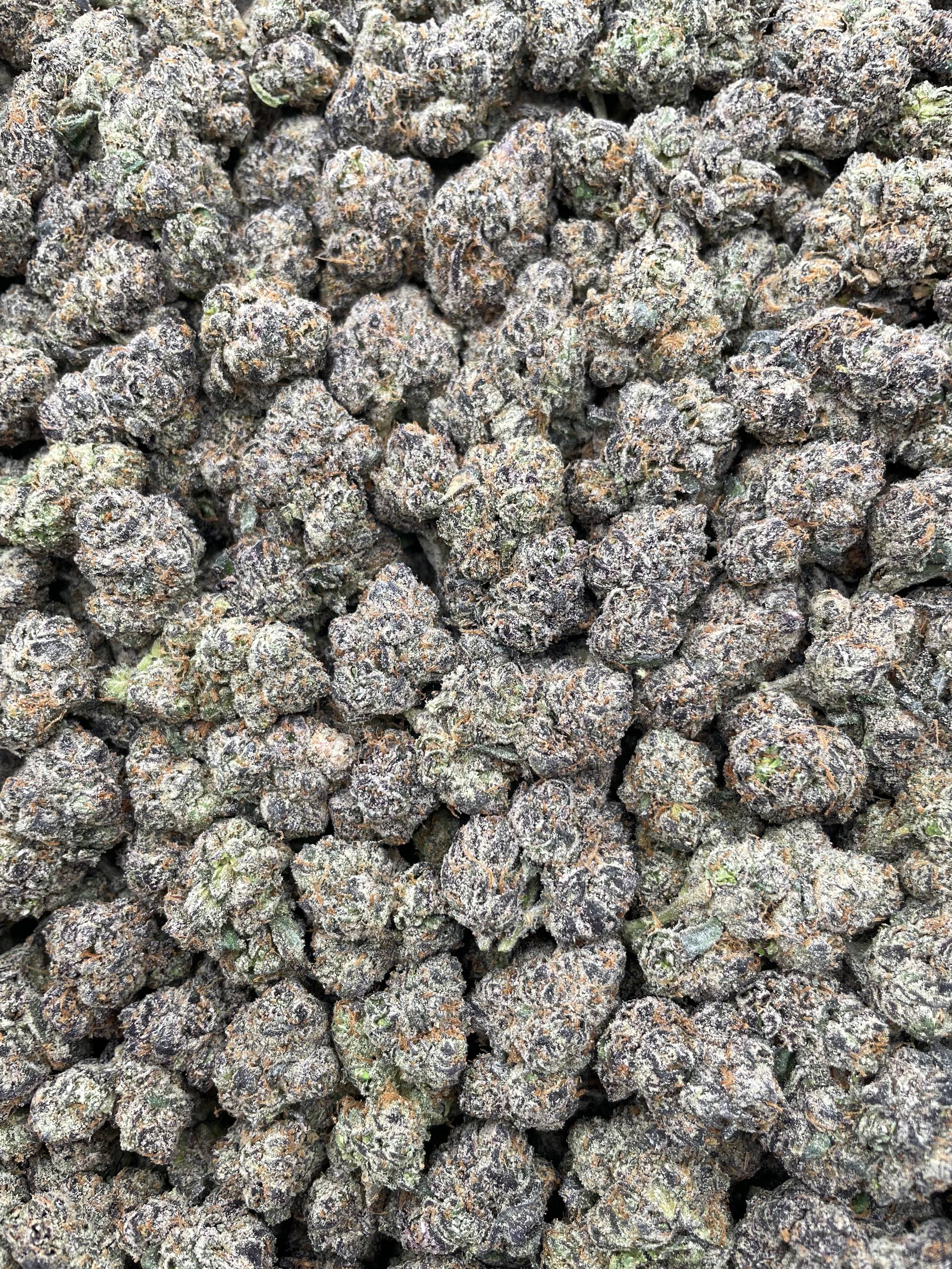 #H14C Bubblegumyum (INDOOR) (LICENSED)