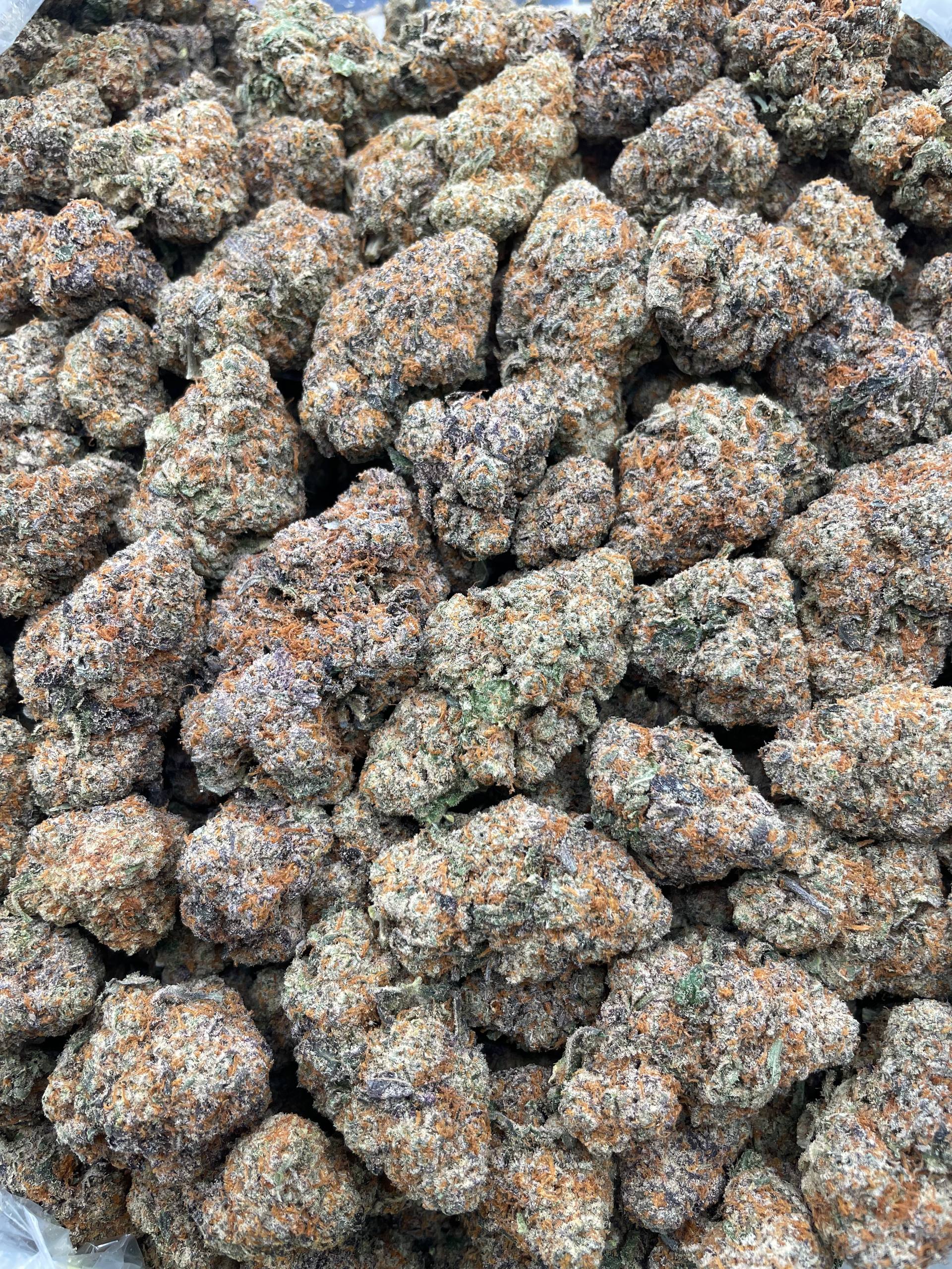 #H36B Guava Pop (INDOOR)