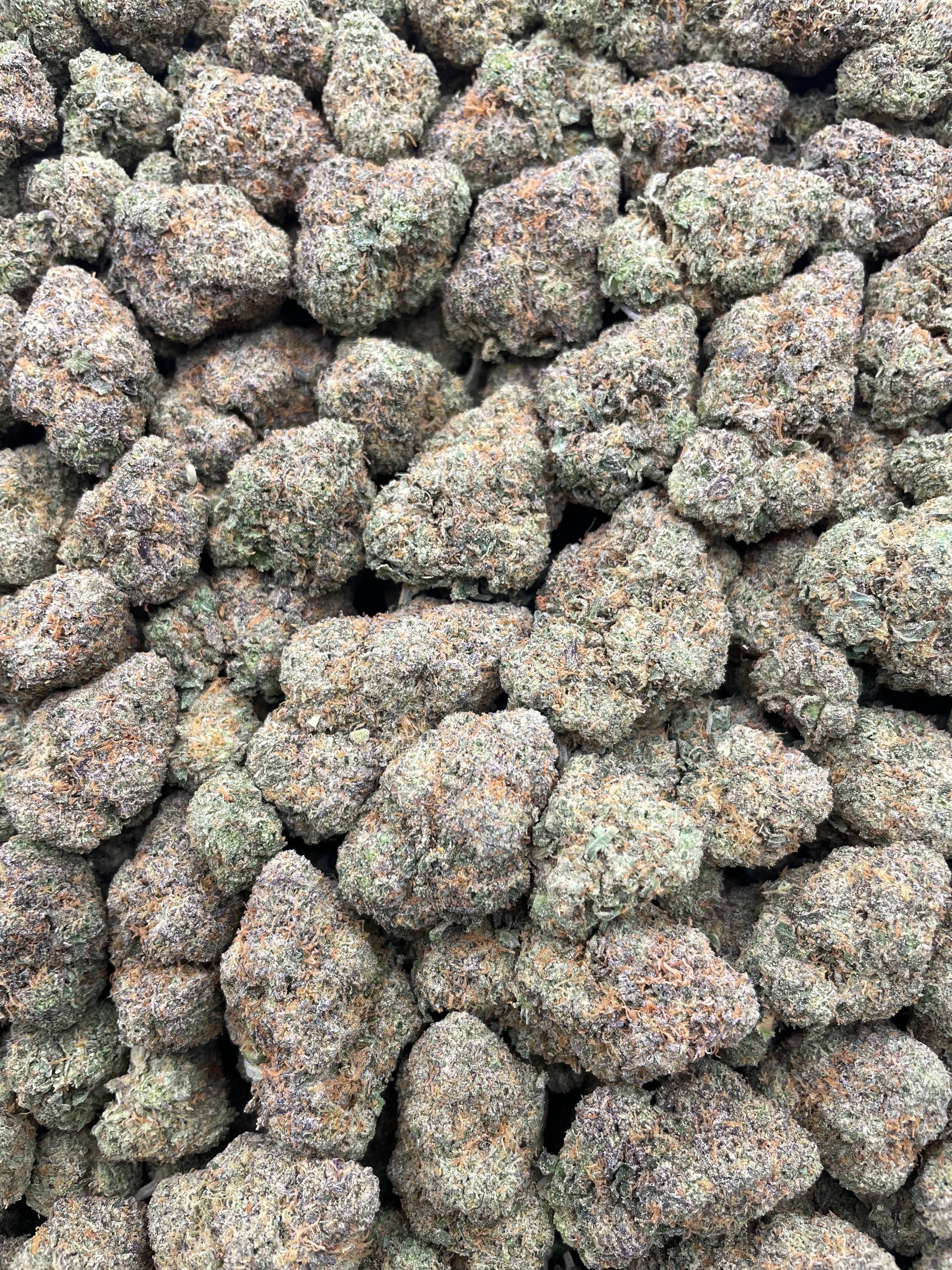 #H4C Very Berry Cherry (INDOOR)