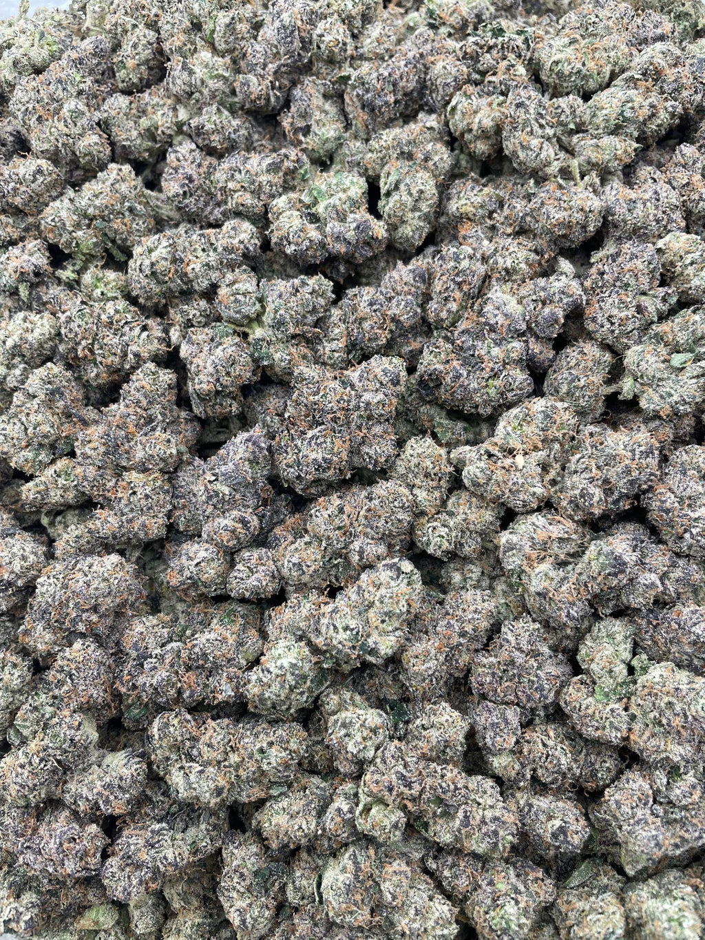 #F23C Zalenciaga Candy (INDOOR) (LICENSED)