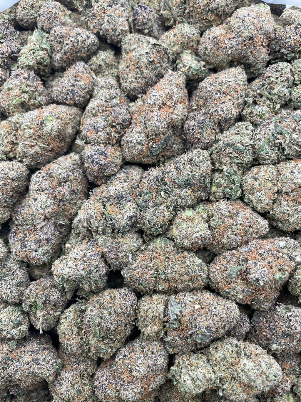 #G24B Poprox (MIXED LIGHT) (SEEDED)
