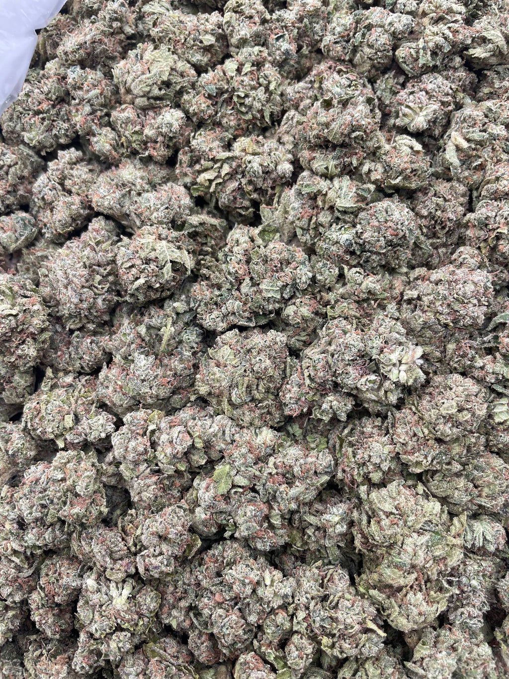 #H26C Loud Candy (DEP)