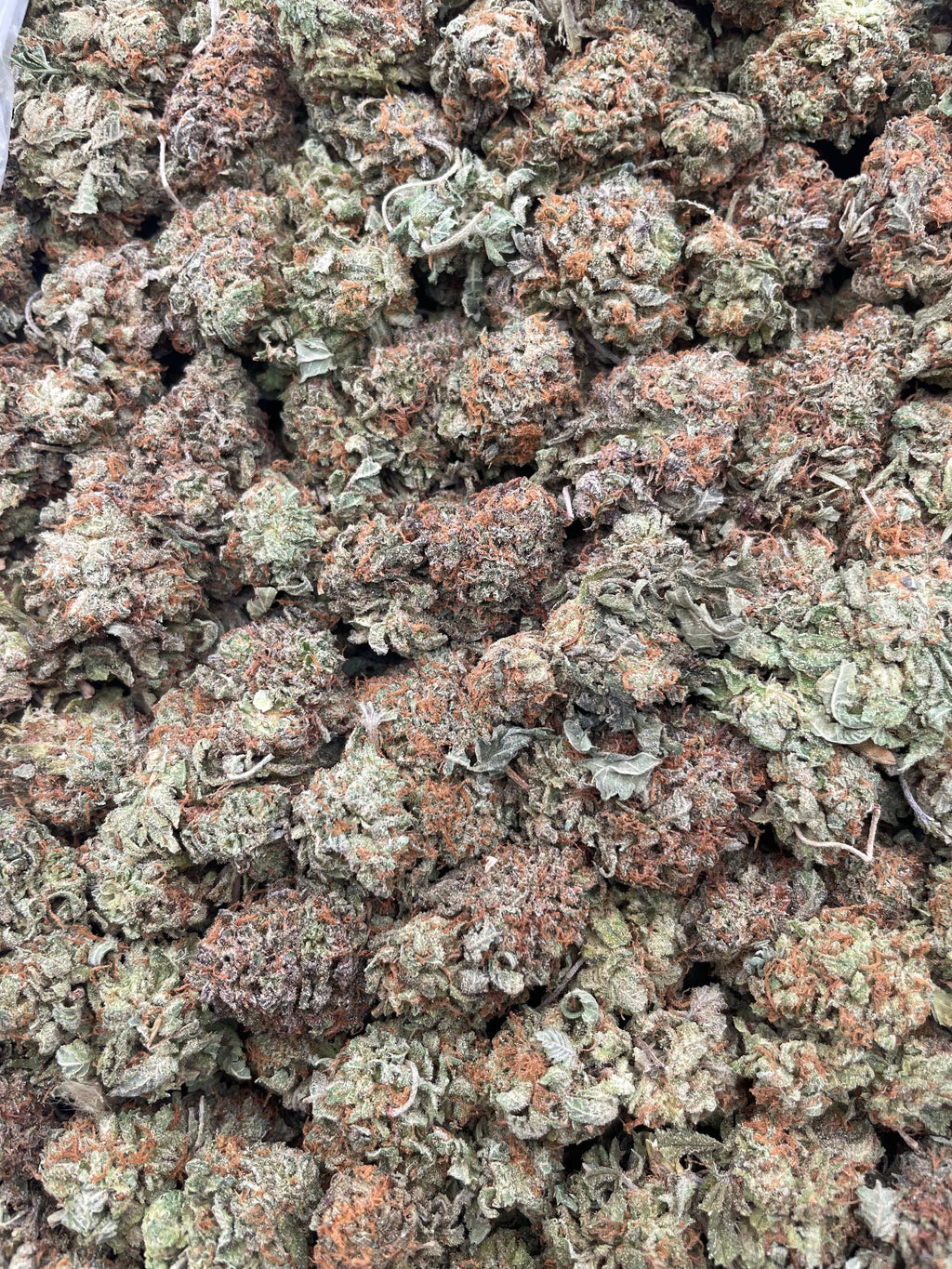 #G6B Platinum Melt (INDOOR)