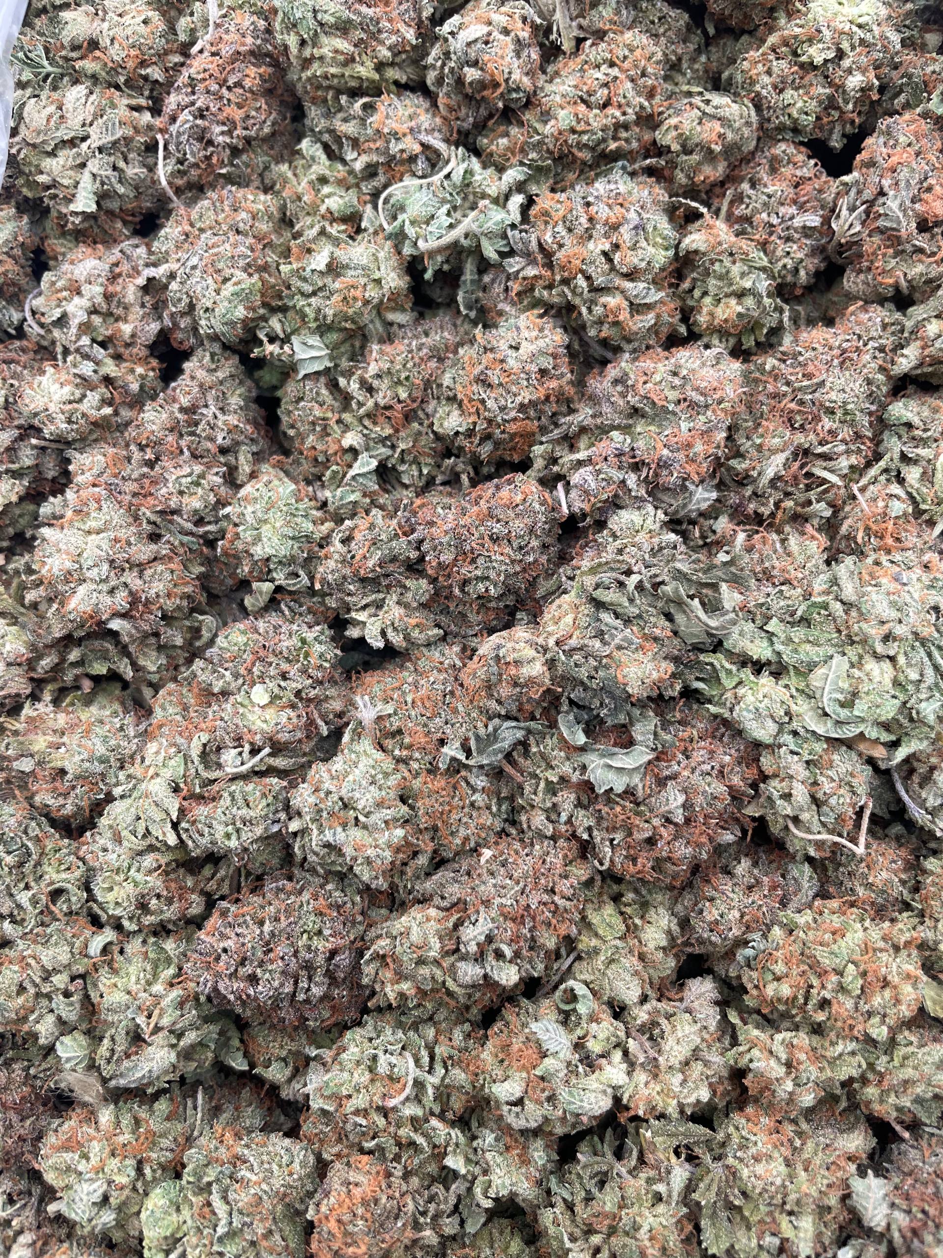 #G6B Platinum Melt (INDOOR)