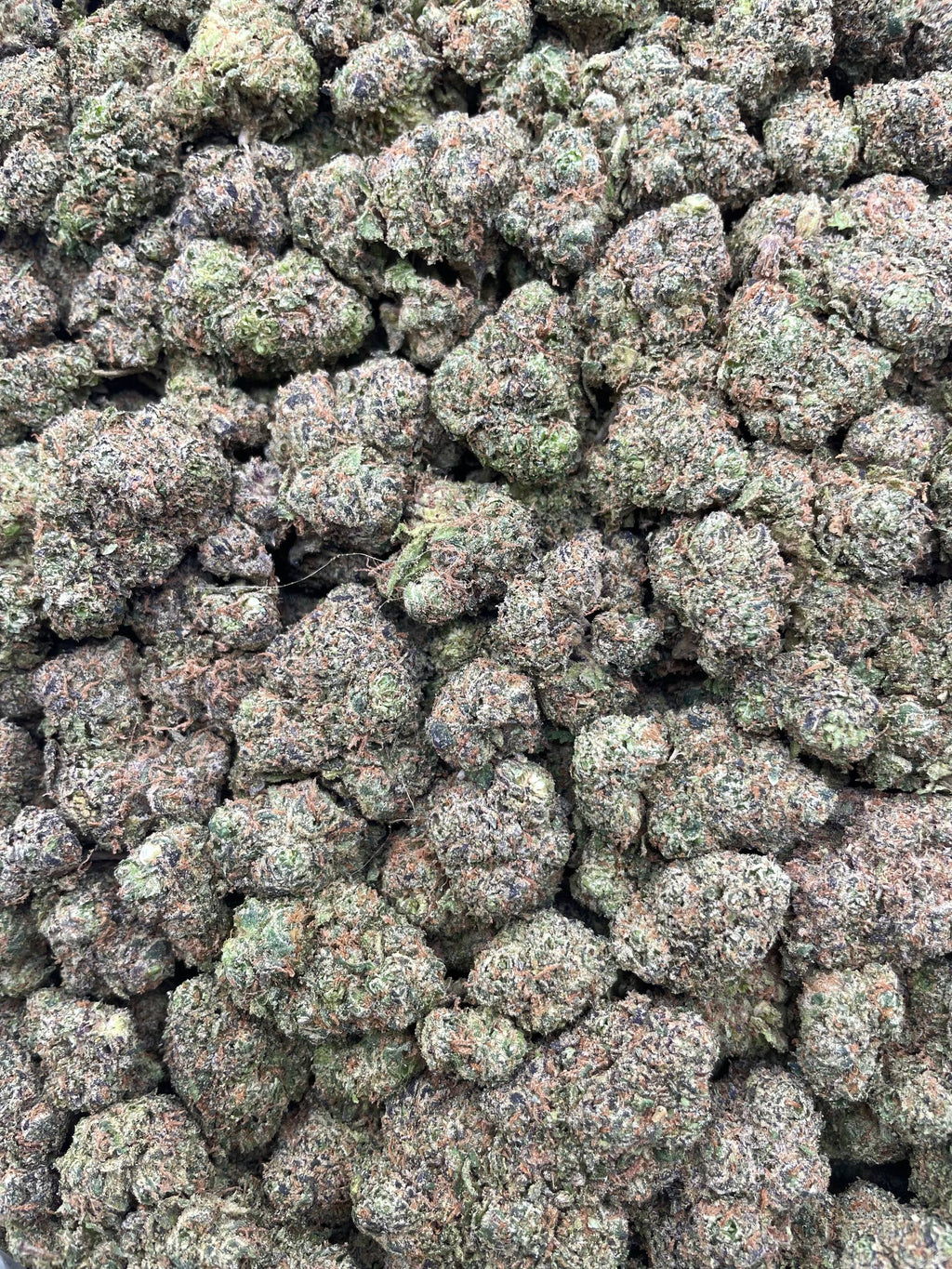 #F19A Lemon Taffy (INDOOR)
