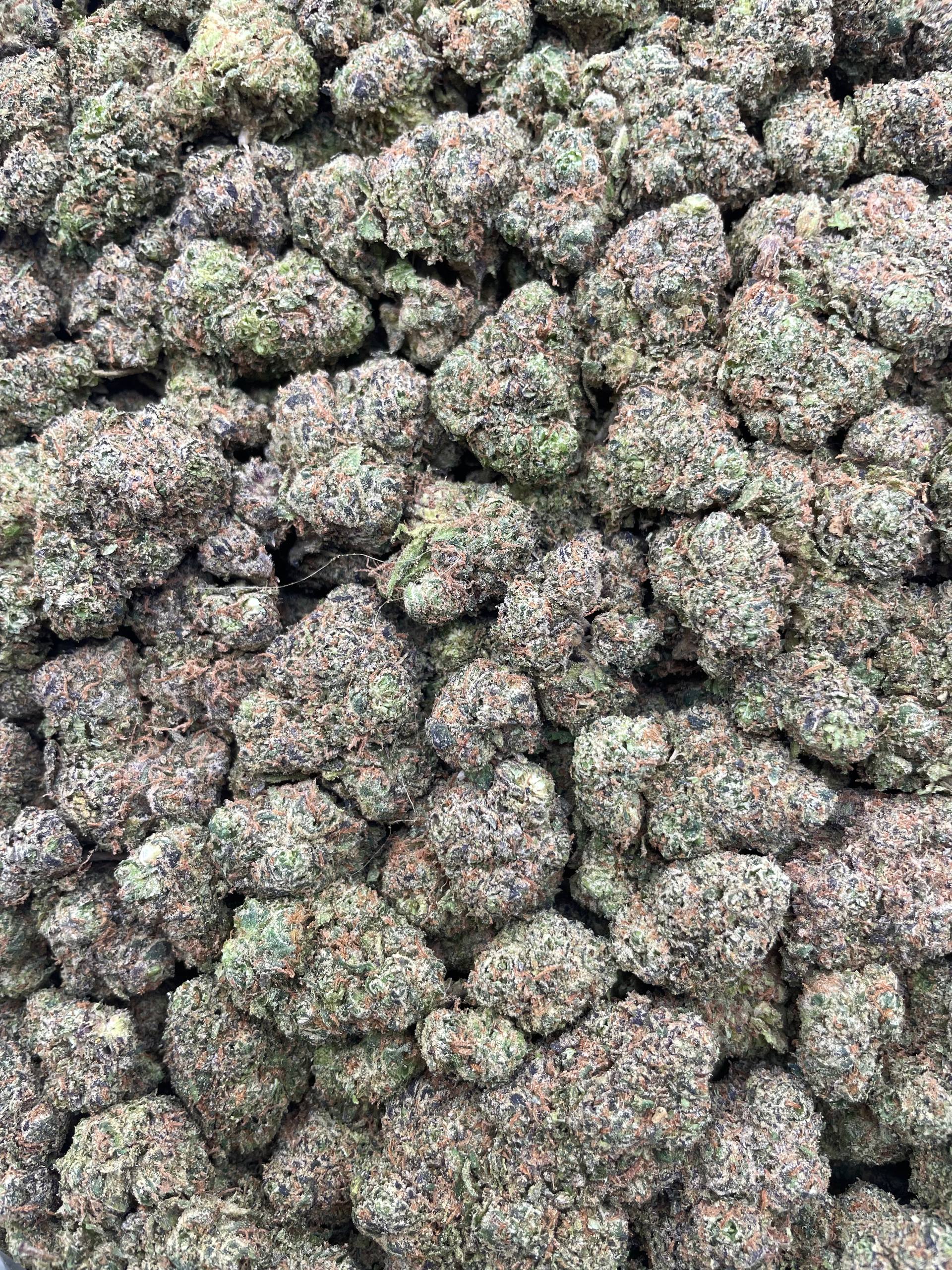 #F19A Lemon Taffy (INDOOR)