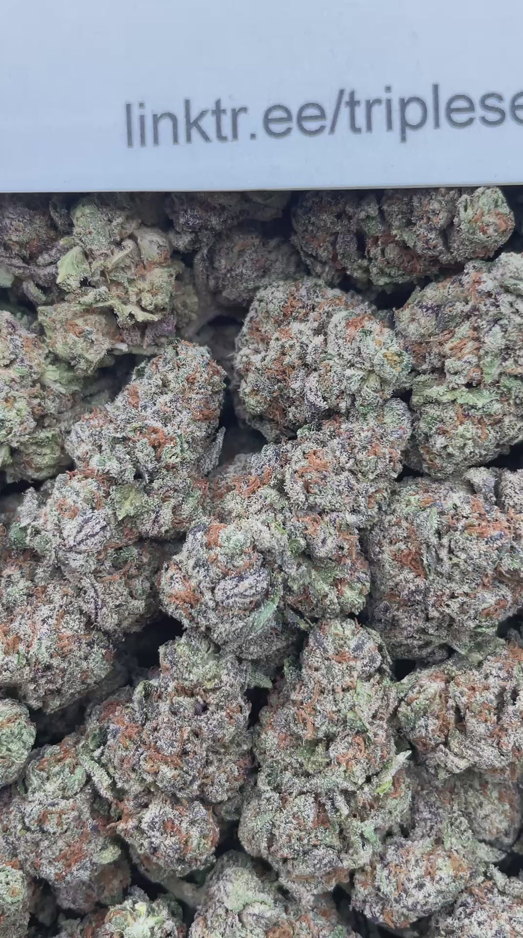 #E21C Grape N Cream (INDOOR)