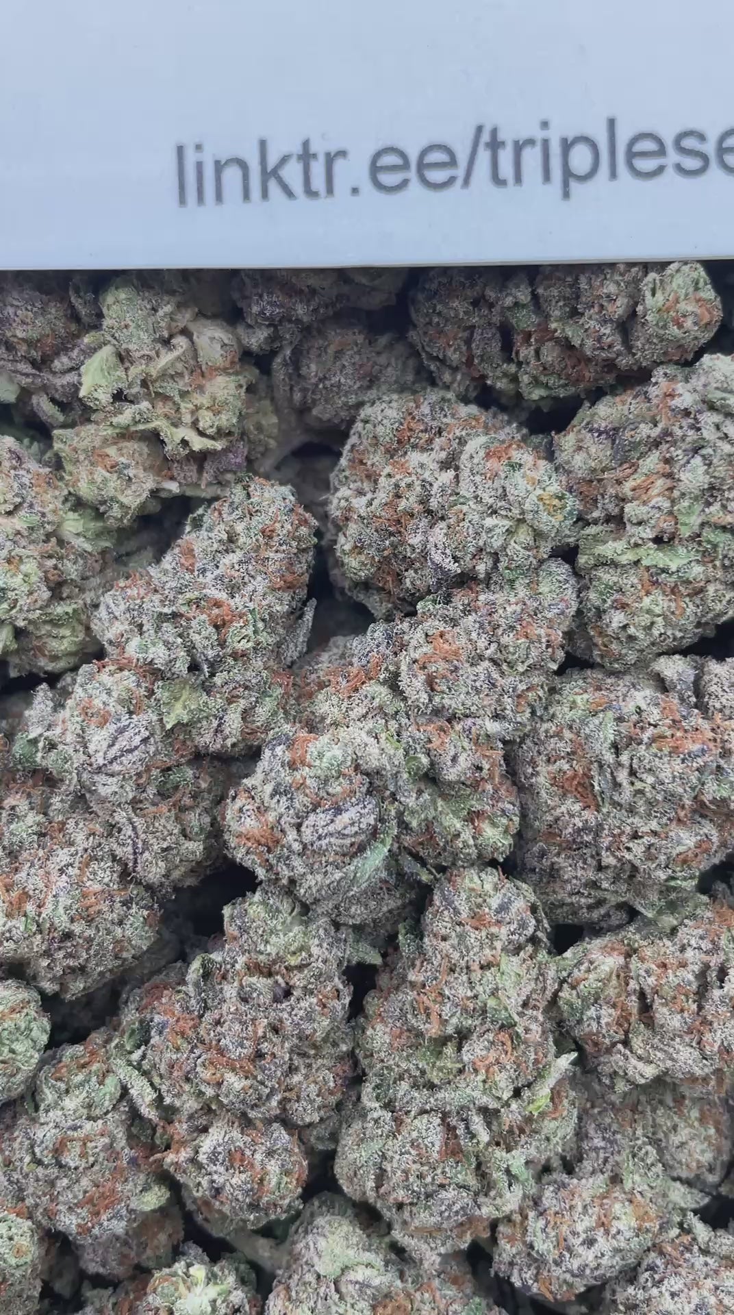#E21C Grape N Cream (INDOOR)