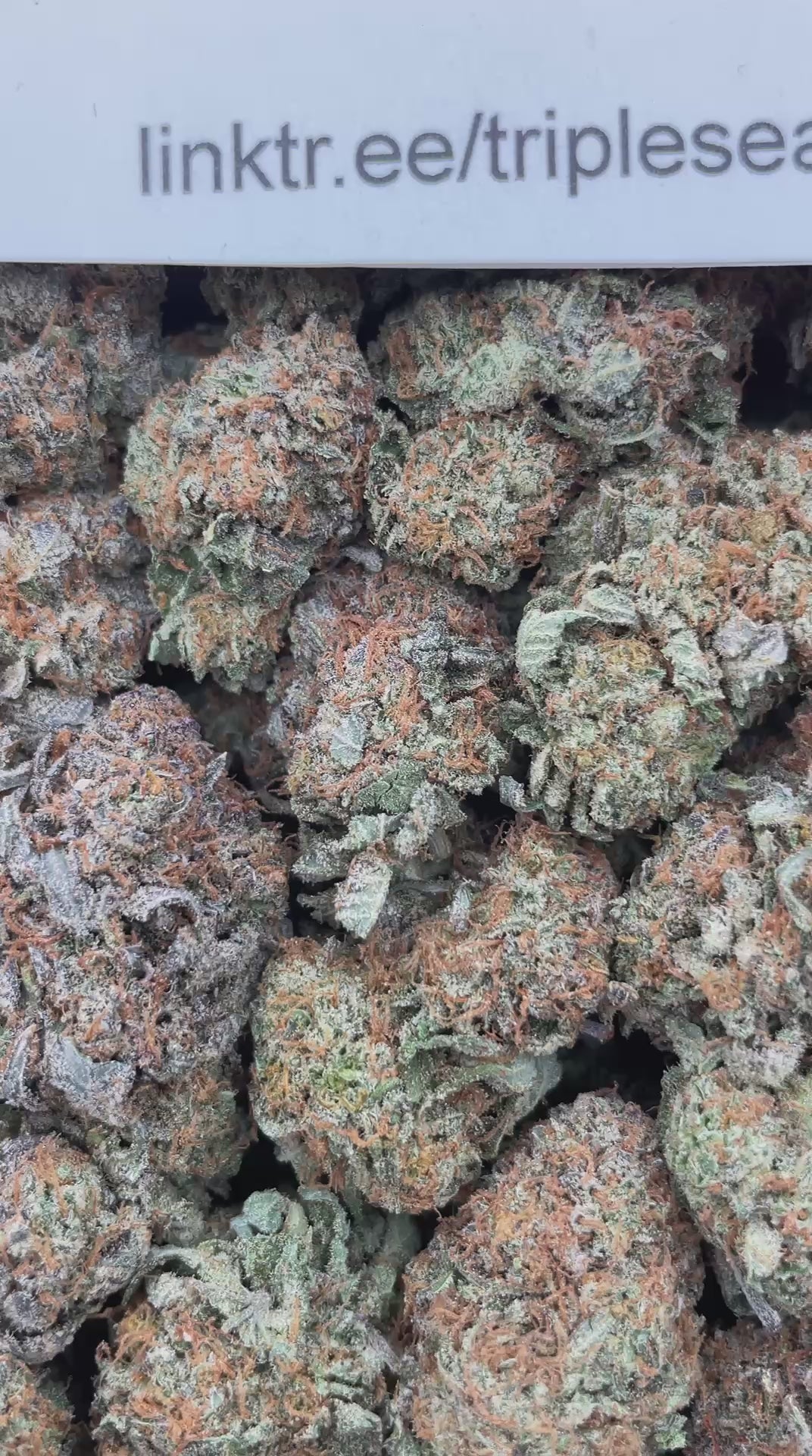 #G35A Purple Bubba Kush (INDOOR)