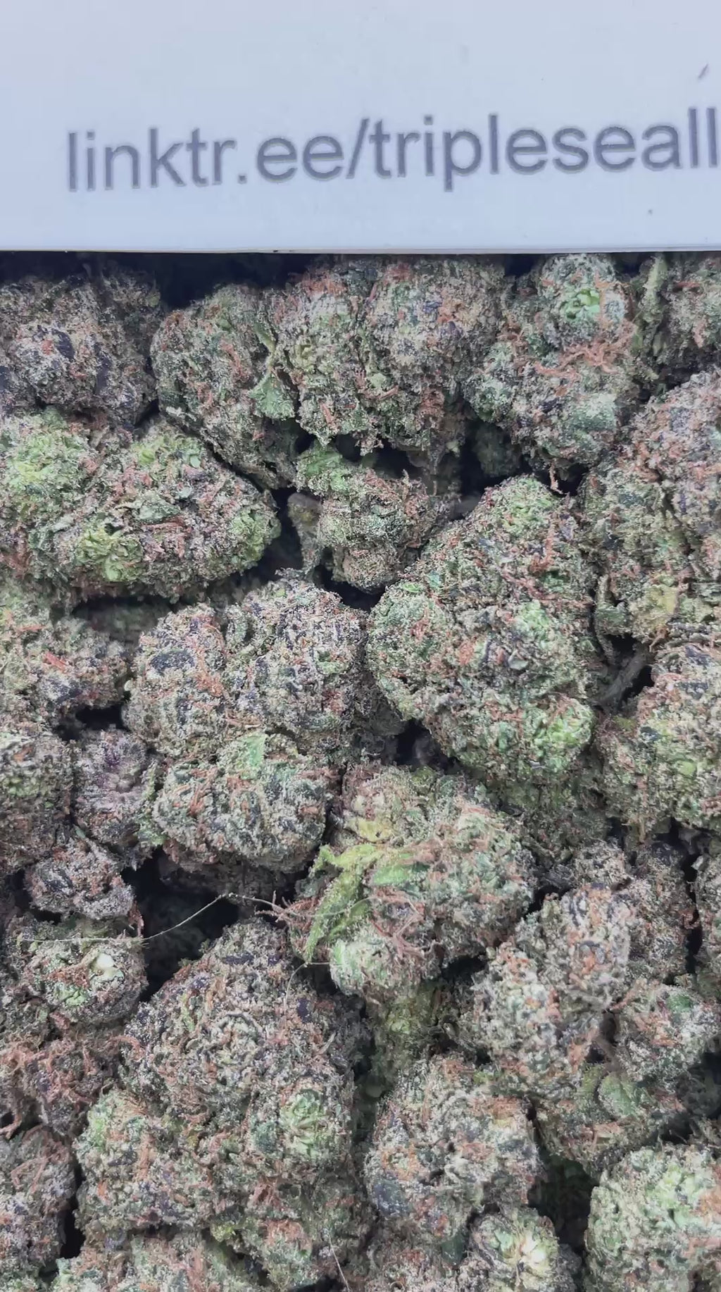 #F19A Lemon Taffy (INDOOR)