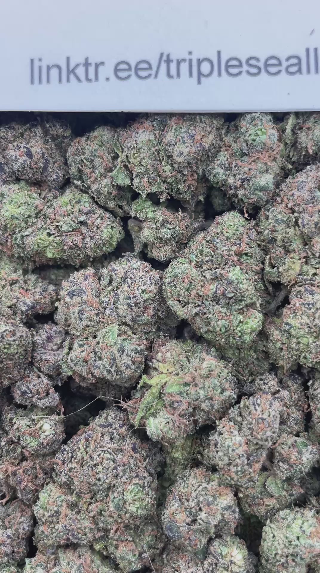 #F19A Lemon Taffy (INDOOR)
