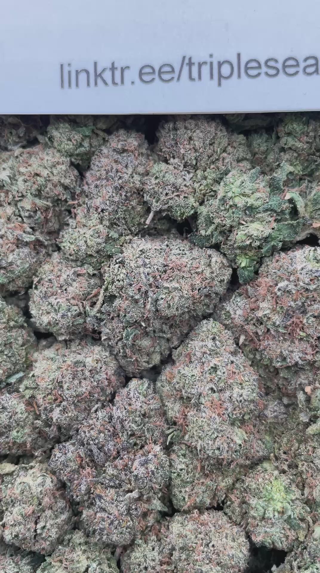 #F32A Rainbow Mochi (INDOOR)