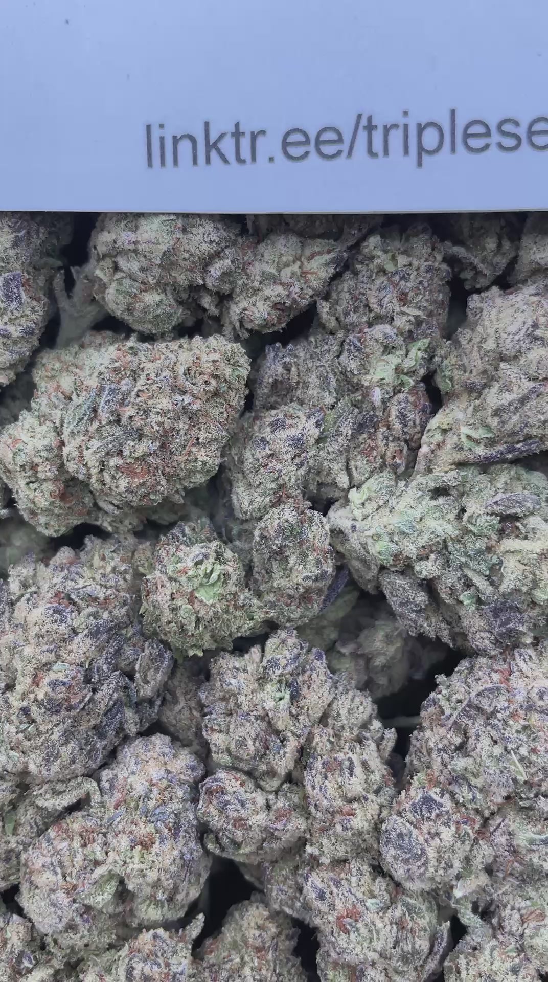 #E11A Frosty The Snowman (MIXED LIGHT)