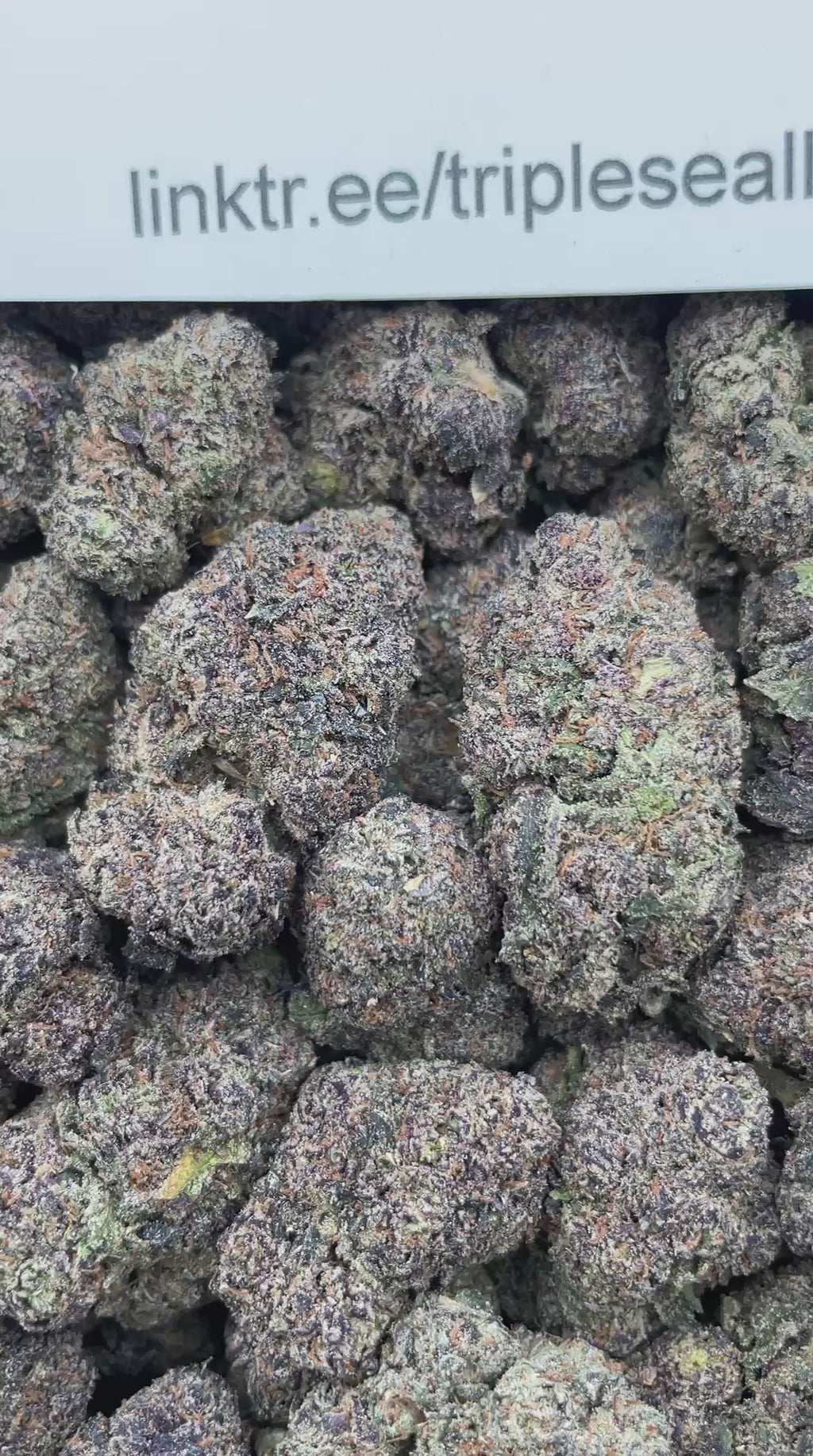 #E23B Tropic Runtzberry (INDOOR)