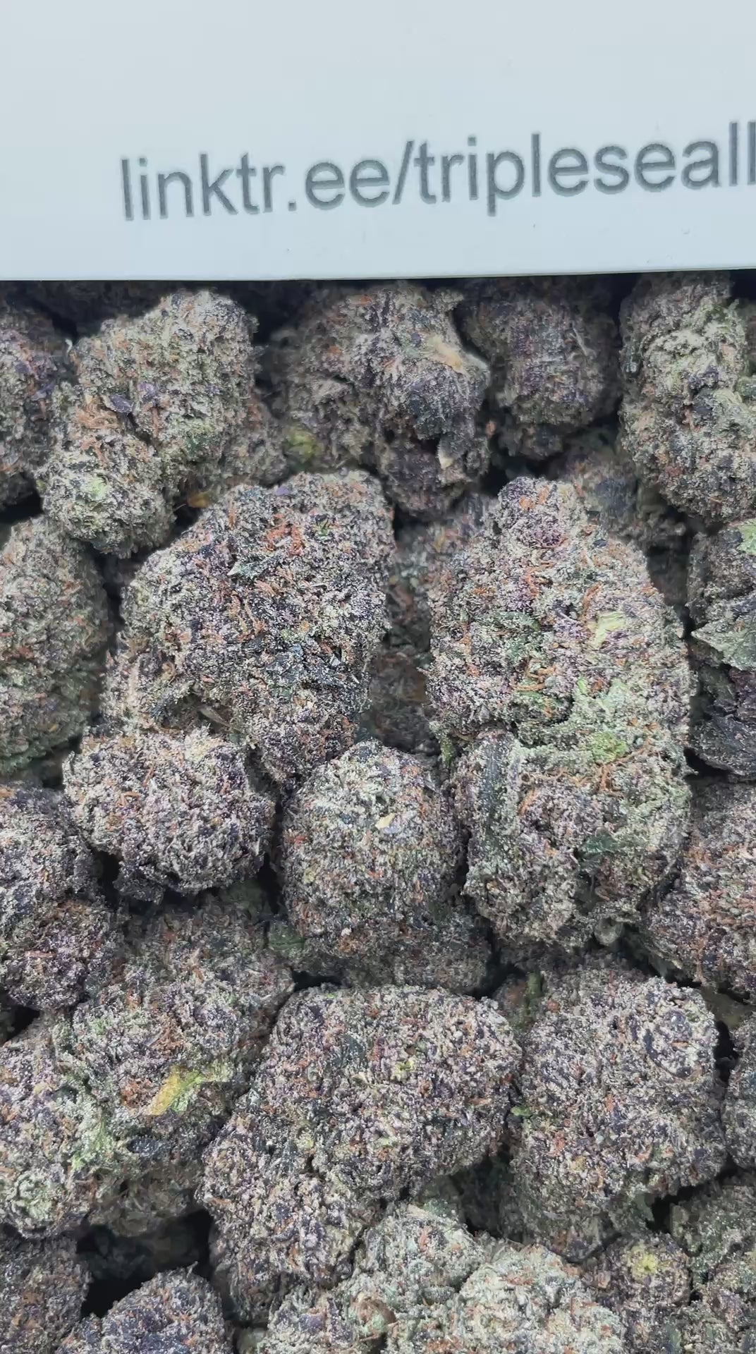 #E23B Tropic Runtzberry (INDOOR)