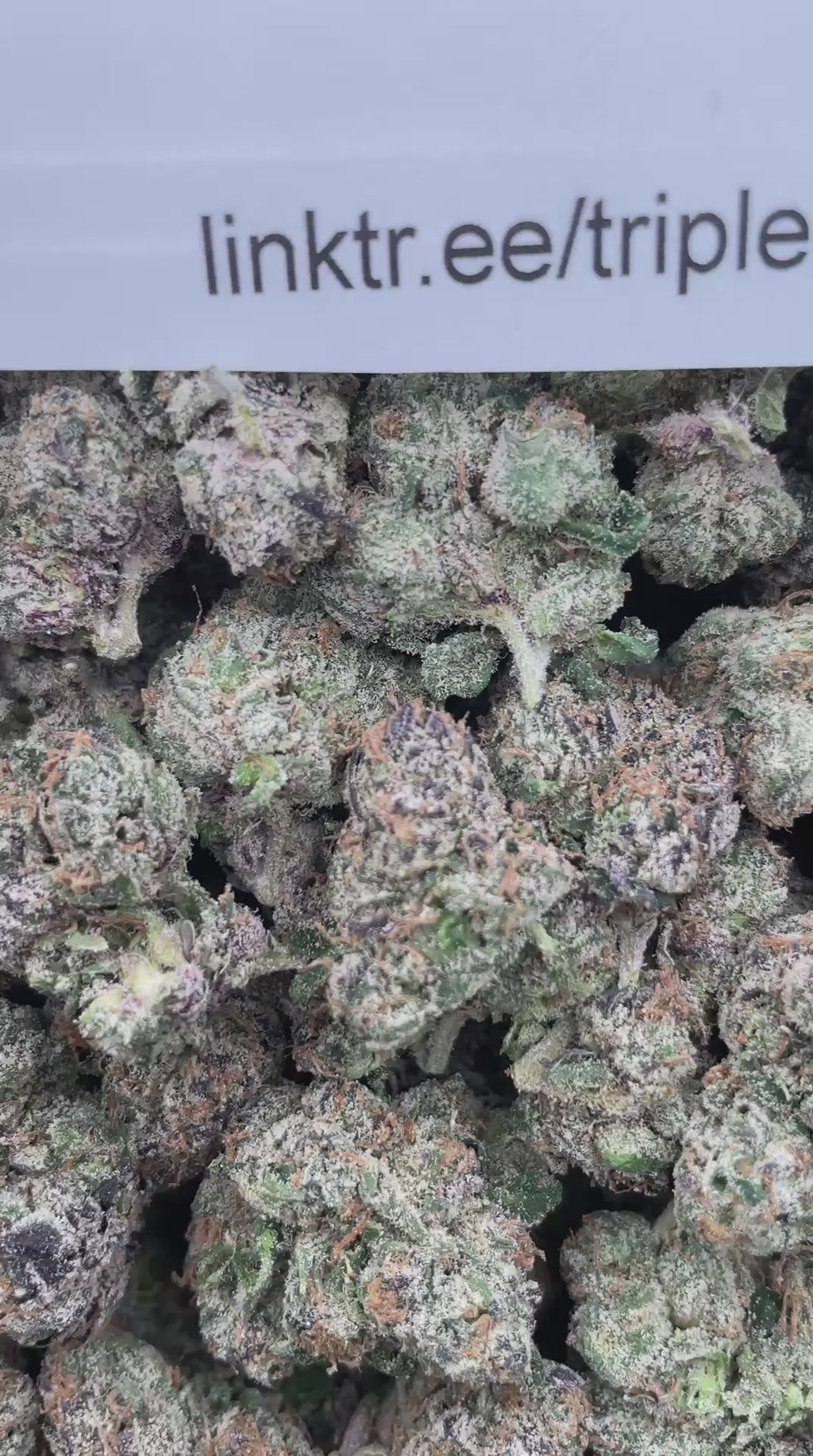 #R66X Sour Zombie Bombz (EXOTIC)