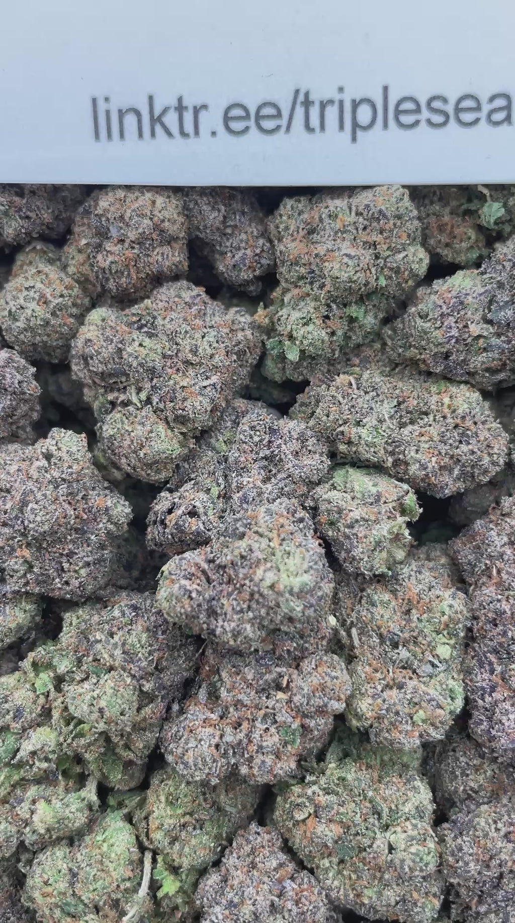 #L1C Lemon Cherry Gelato (INDOOR)