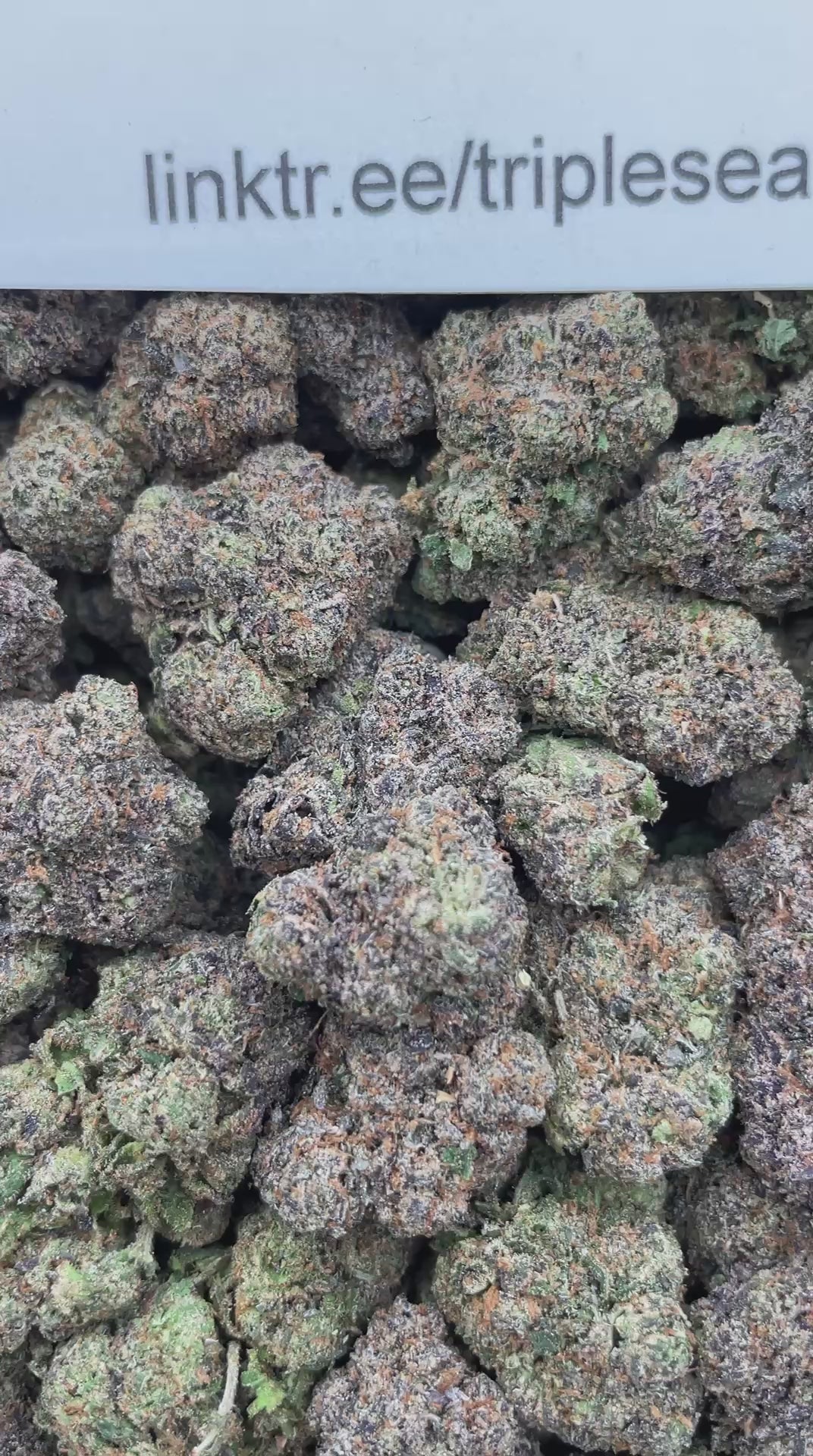 #L1C Lemon Cherry Gelato (INDOOR)