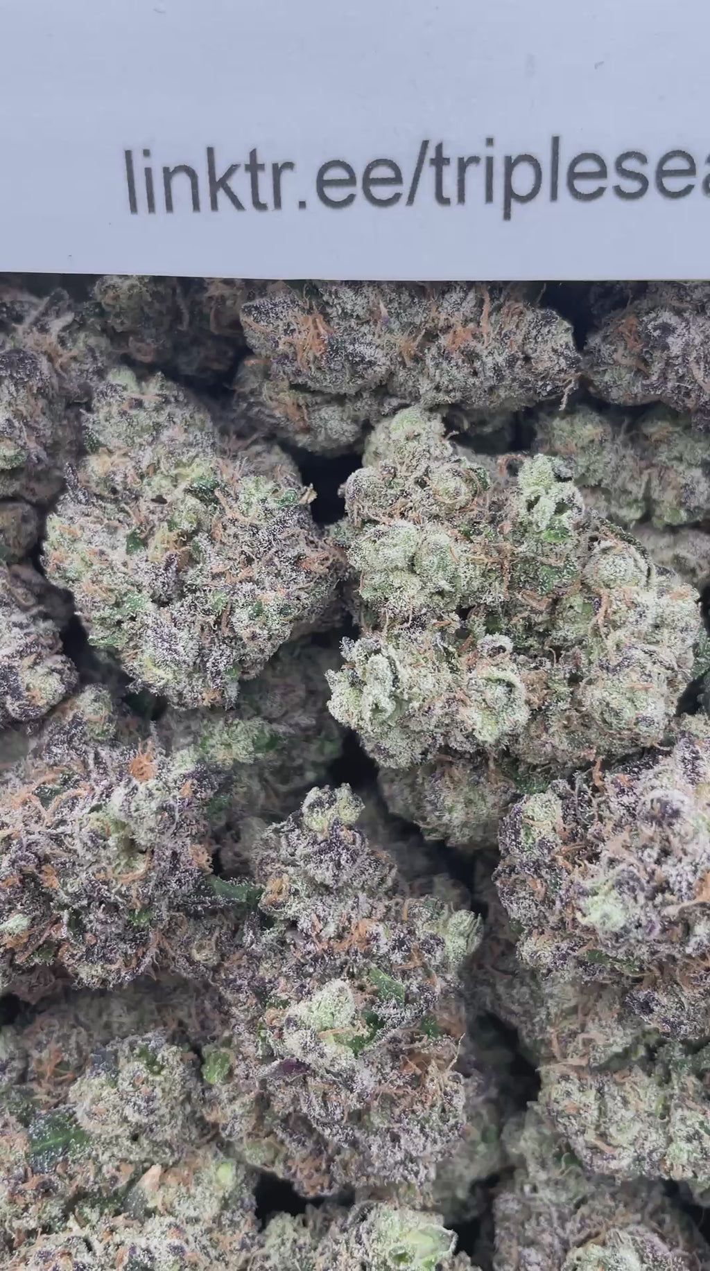 #R56X OG Kush x G13 (EXOTIC)
