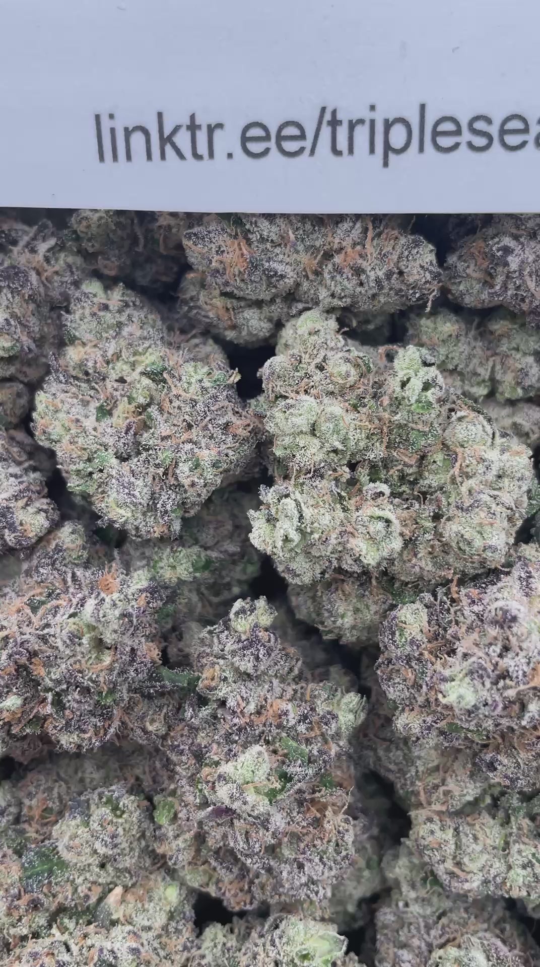#R56X OG Kush x G13 (EXOTIC)
