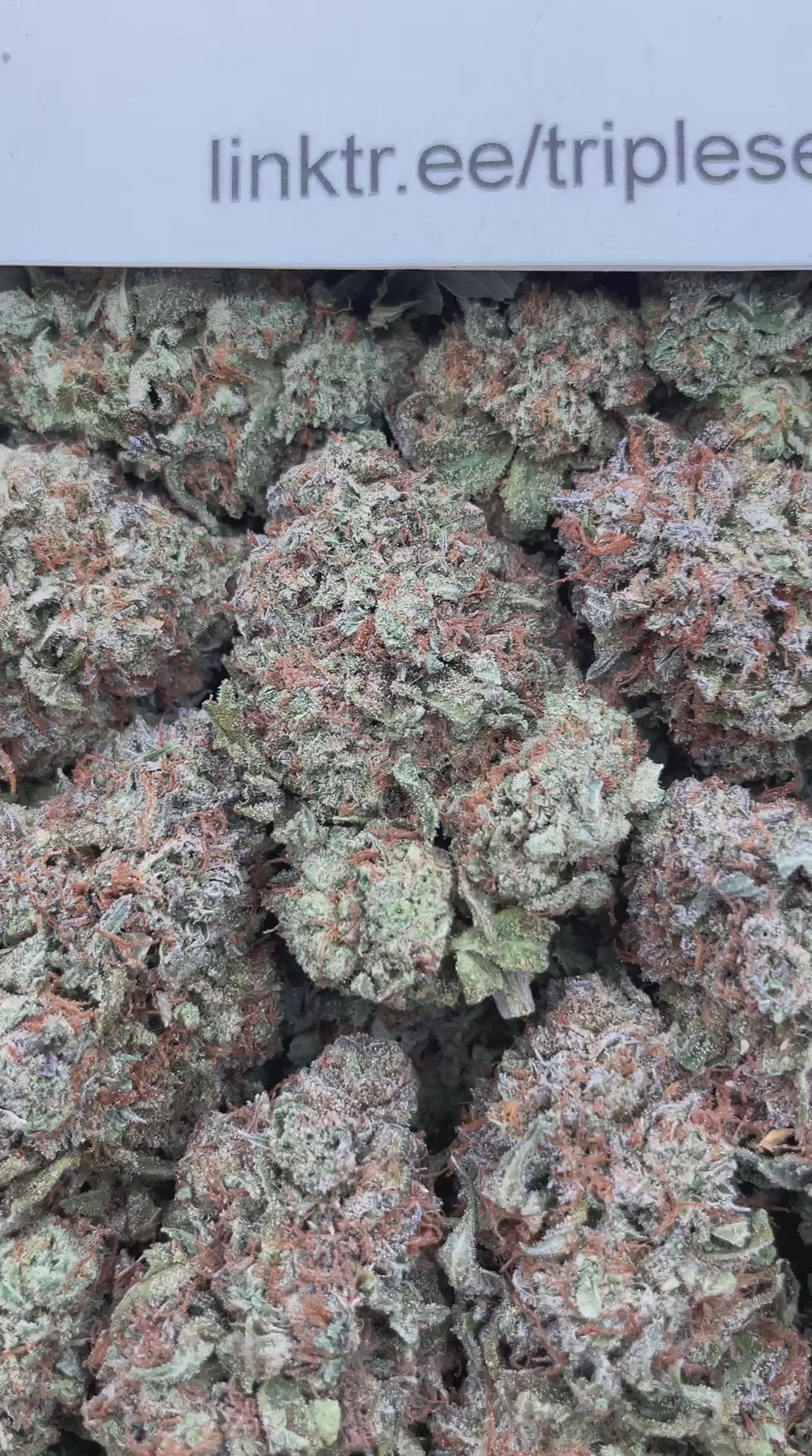#F8B Jumbo Bubba (INDOOR)