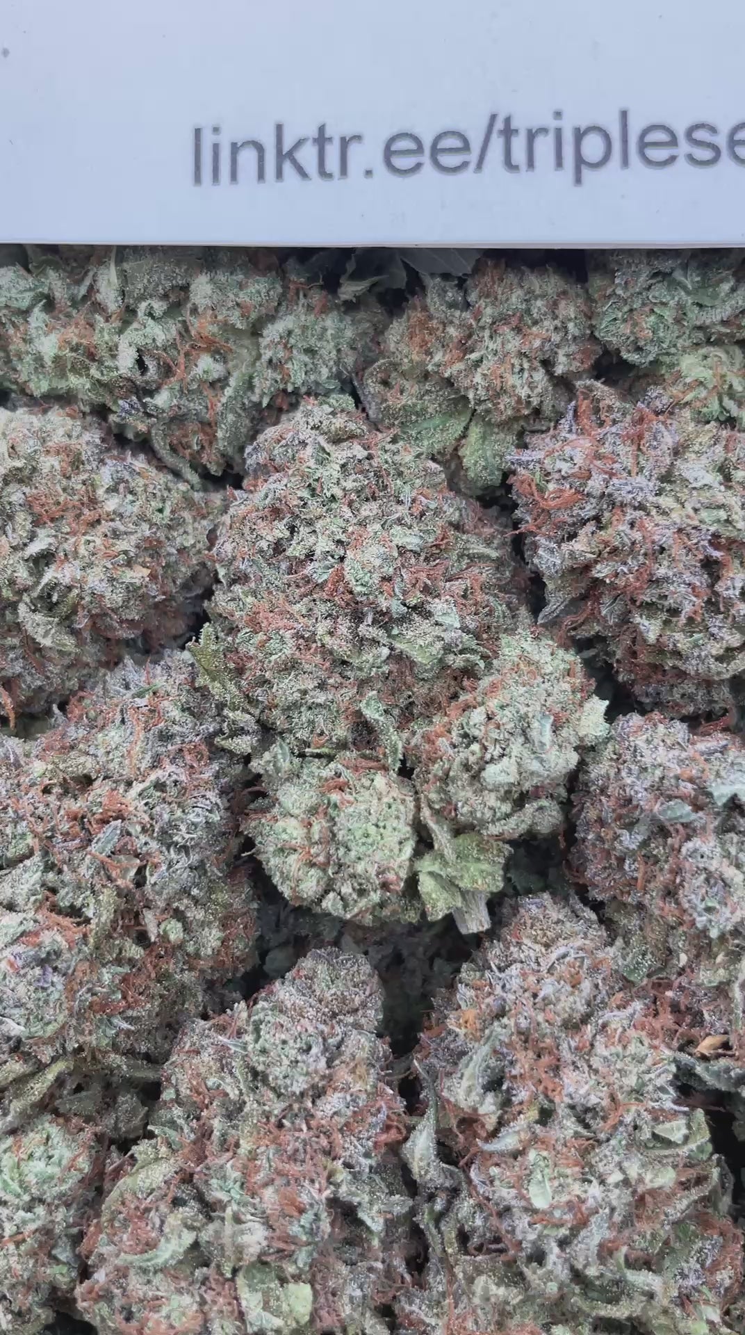#F8B Jumbo Bubba (INDOOR)