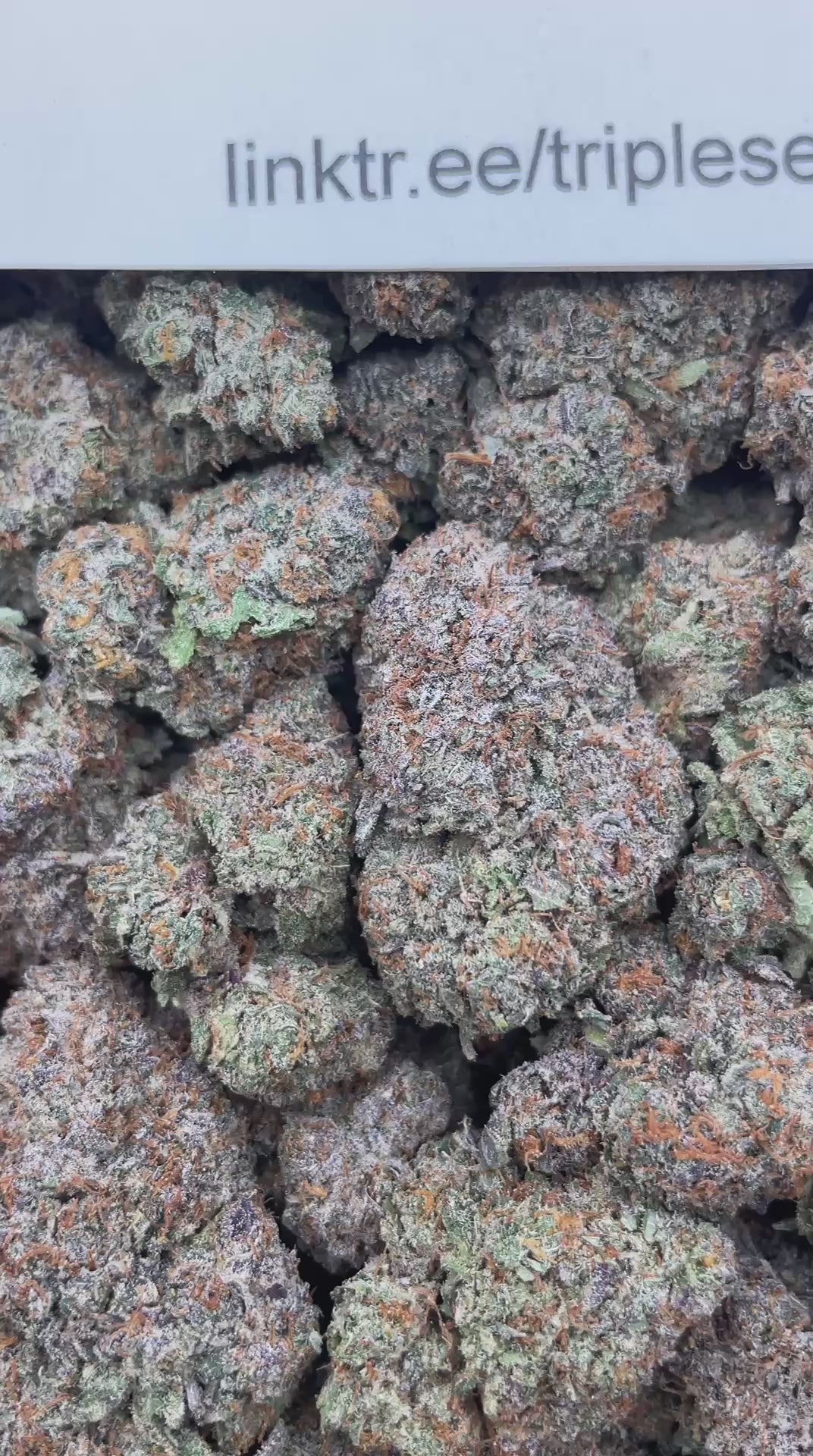 #H9B Oreo Runtz (INDOOR)