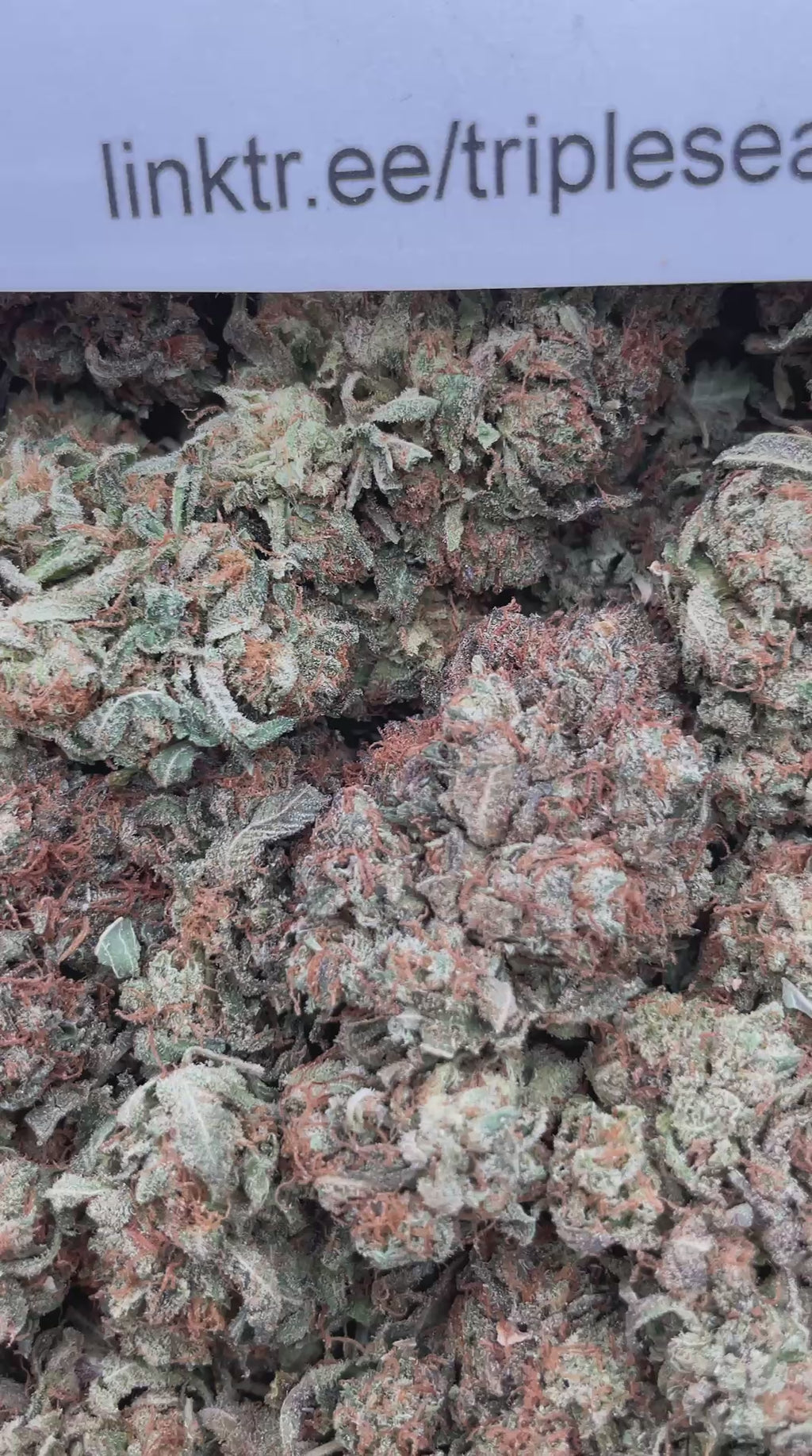 #F14B Super Bubba (INDOOR)