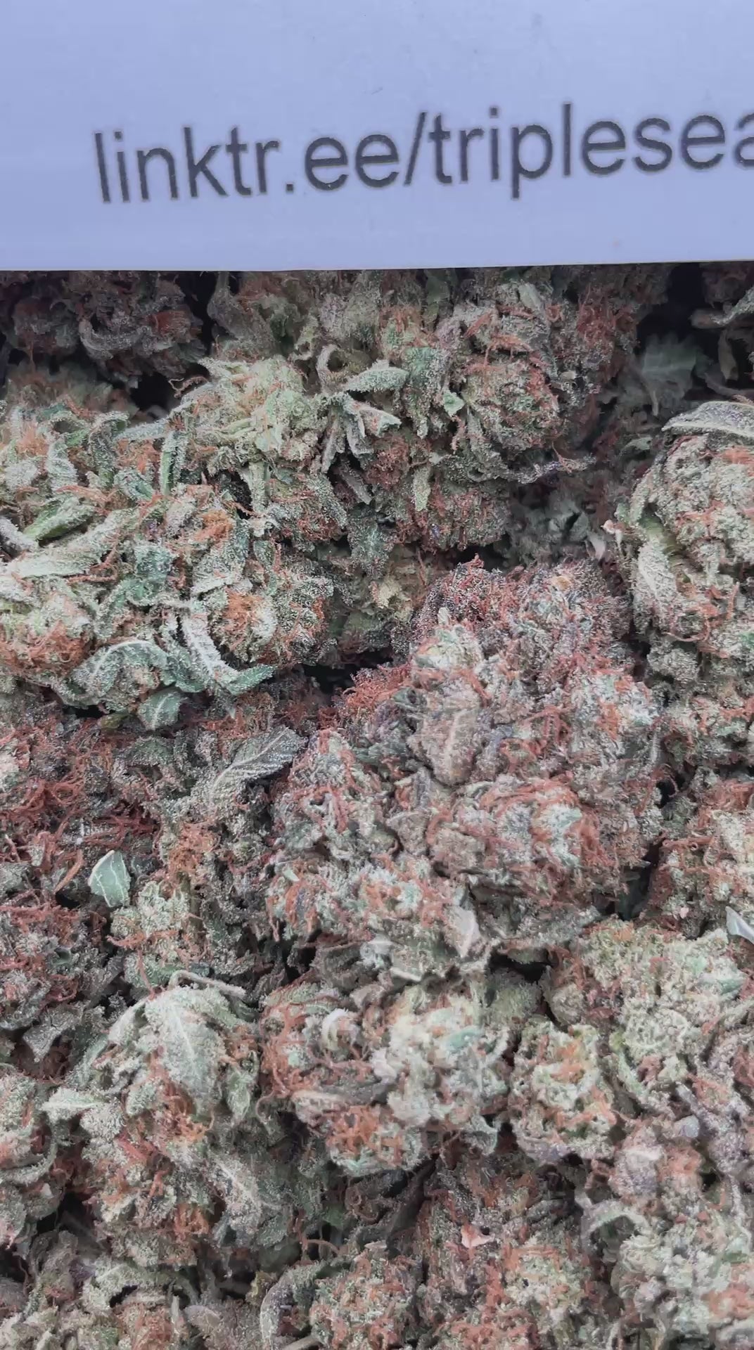 #F14B Super Bubba (INDOOR)