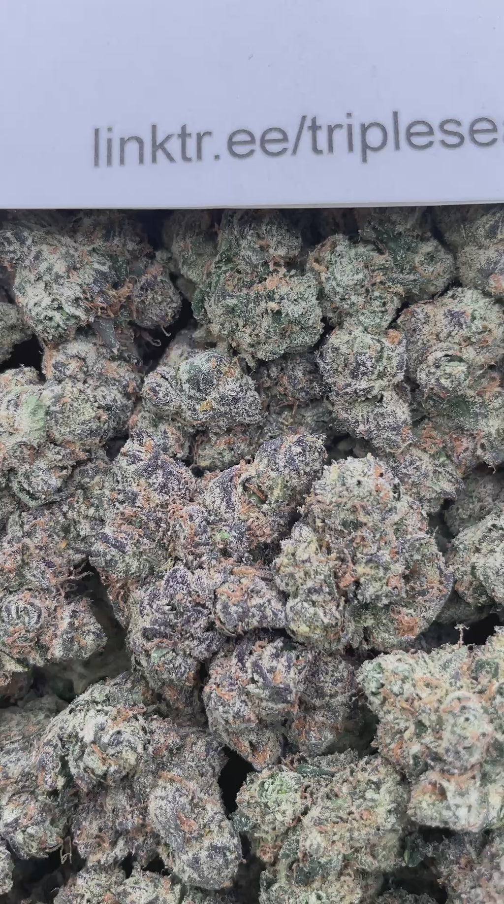 #H10C Blunt O Clock (EXOTIC)