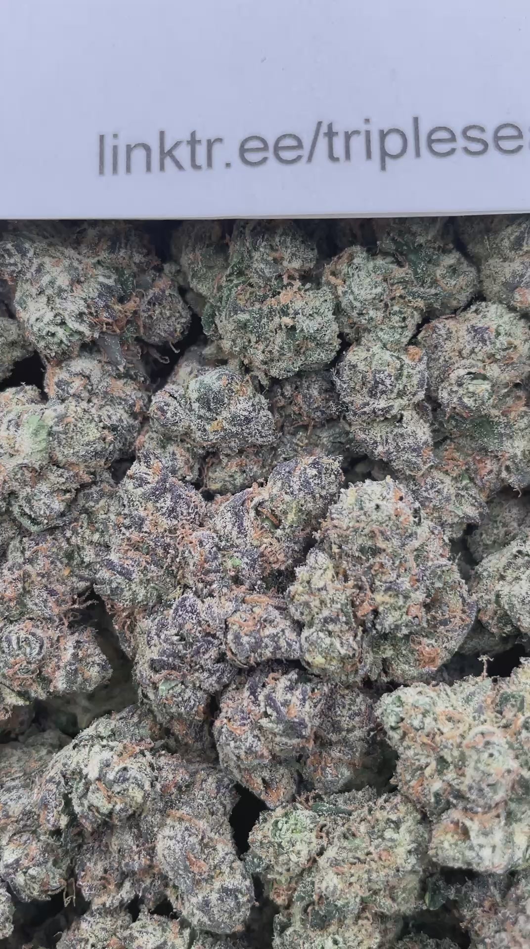 #H10C Blunt O Clock (EXOTIC)
