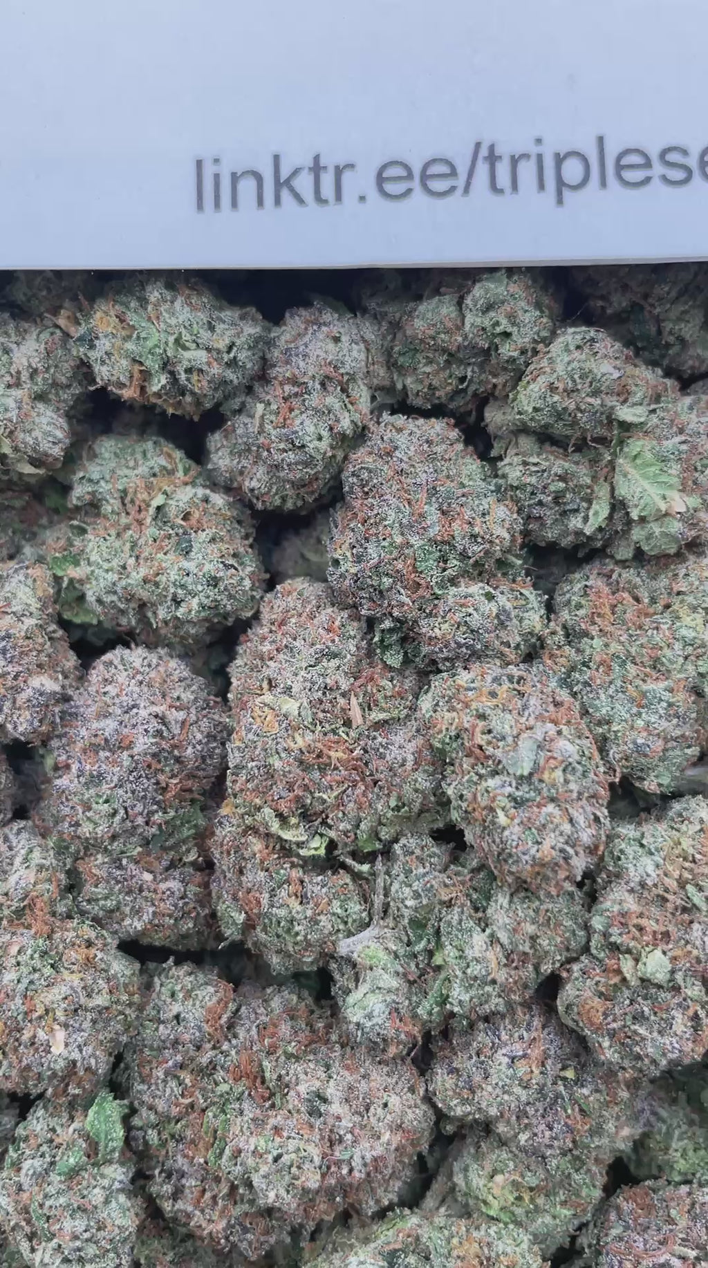 #H5A Cap Junky X Lemom Cherry Gelato (INDOOR) (LICENSED)
