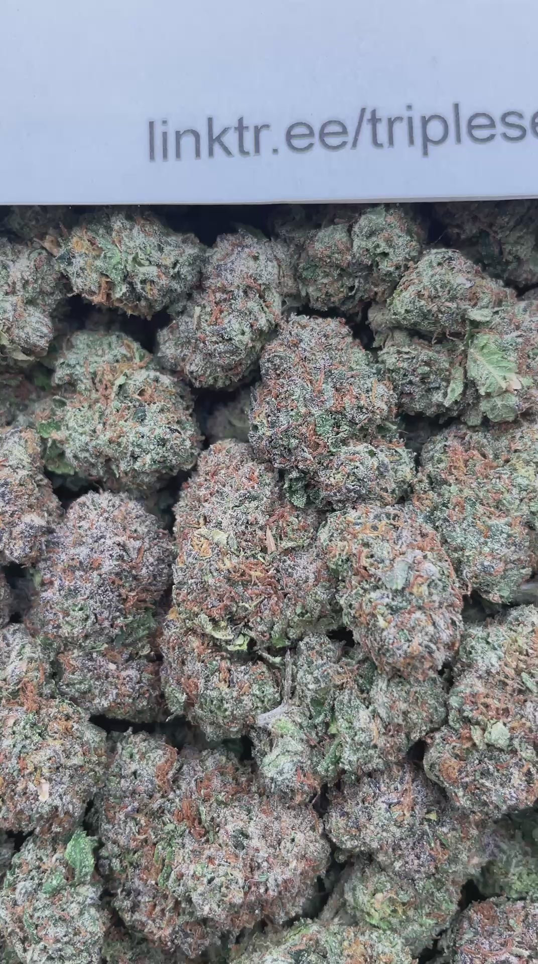 #H5A Cap Junky X Lemom Cherry Gelato (INDOOR) (LICENSED)