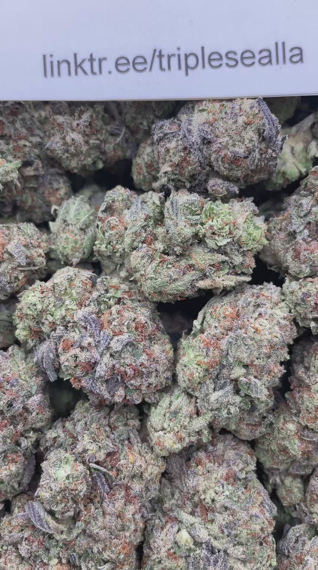 #E16C Horchata OreoZ (MIXED LIGHT)