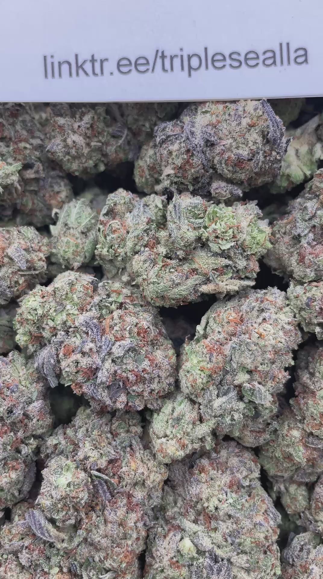 #E16C Horchata OreoZ (MIXED LIGHT)