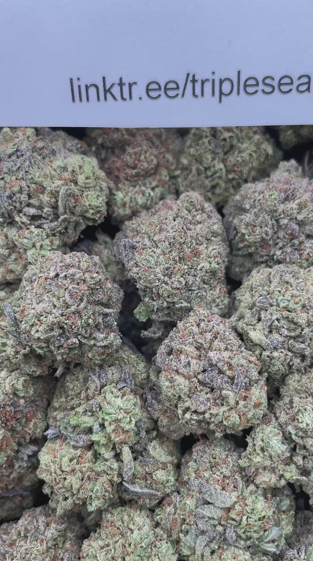 #F33C Candy Mandy (INDOOR)