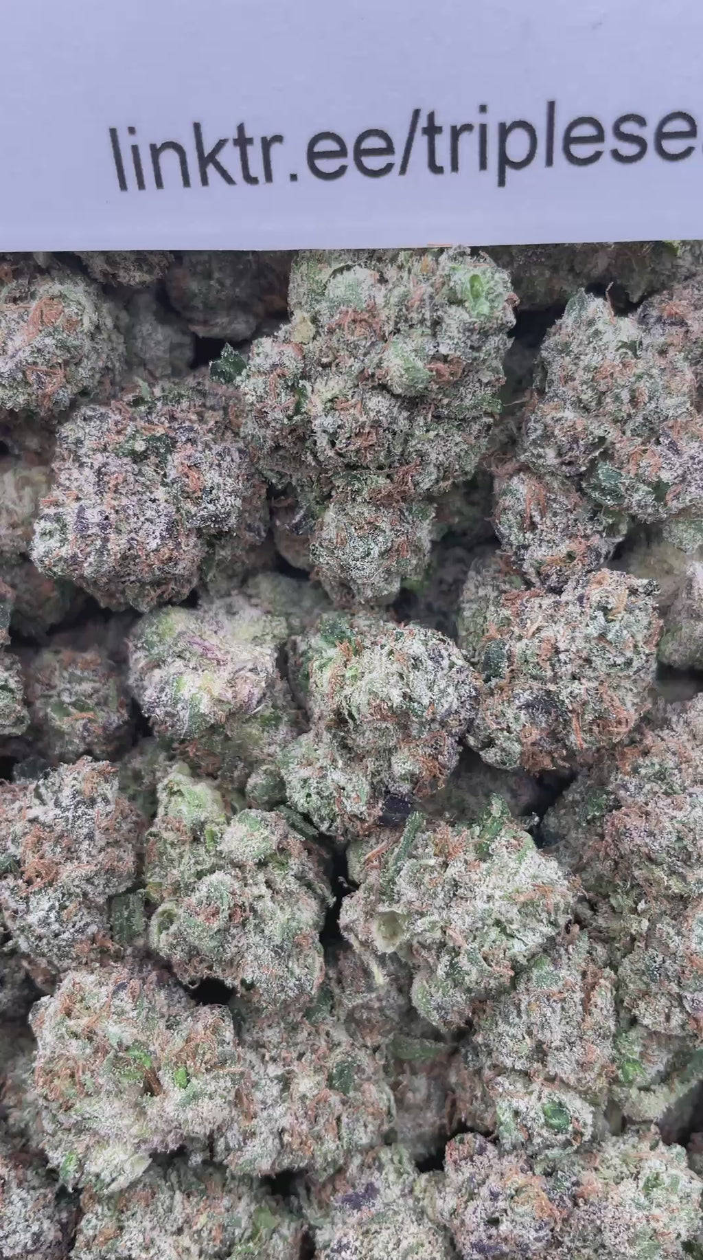 #R53X Blue Lemons (INDOOR) (LICENSED)