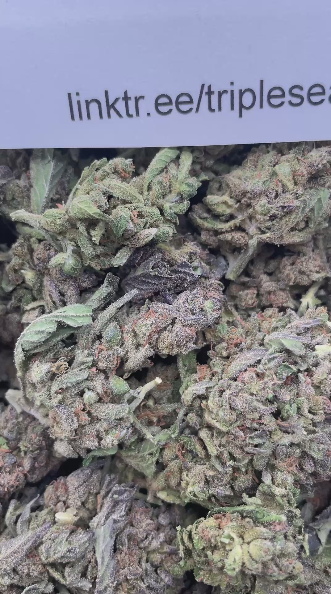 #R6C Creamsicle (DEP) (SEEDED)