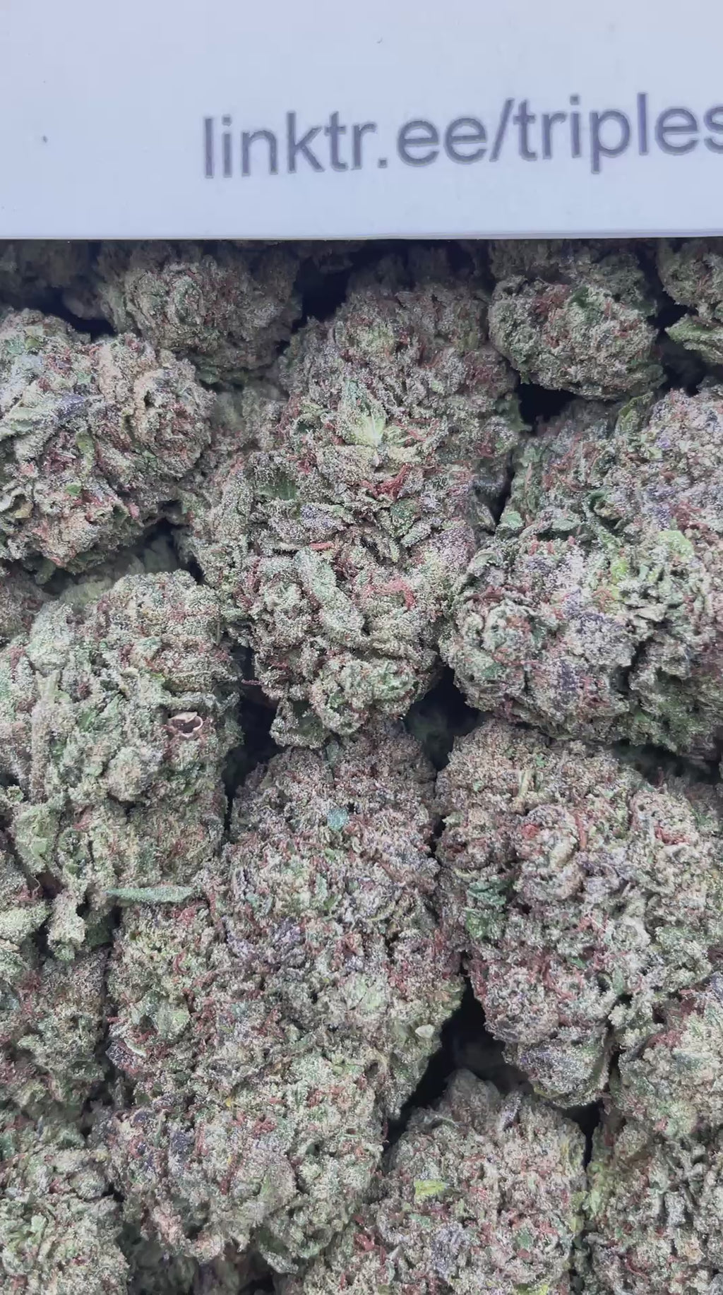 #H3C Lollipoppers (MIXED LIGHT)