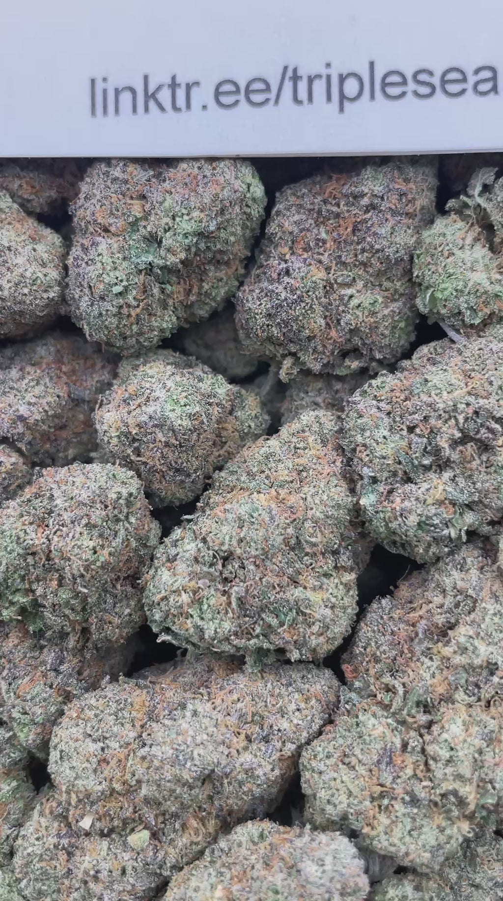 #H4C Very Berry Cherry (INDOOR)