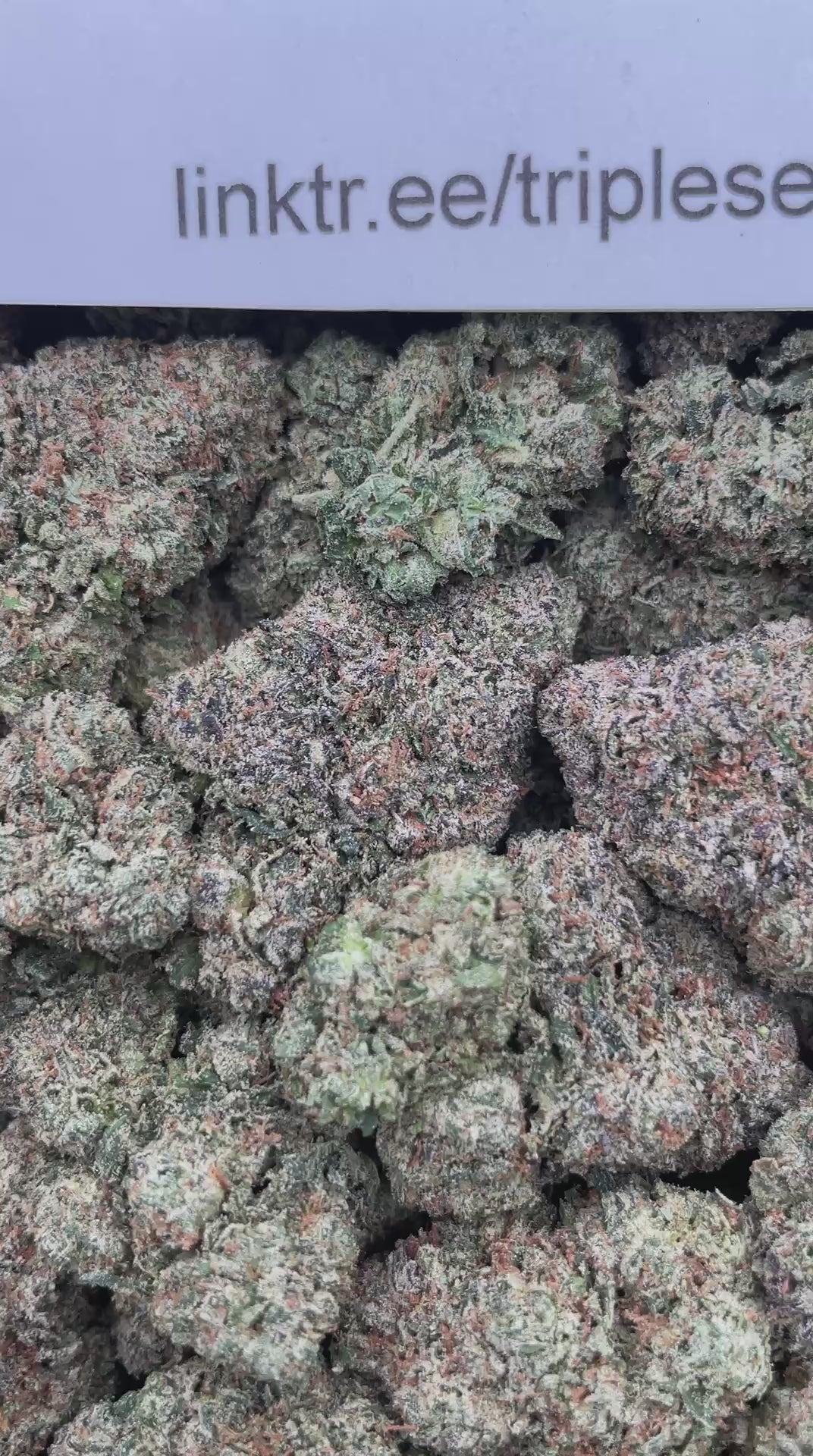 #F34A Cosmic Cherriez (INDOOR) (LICENSED)