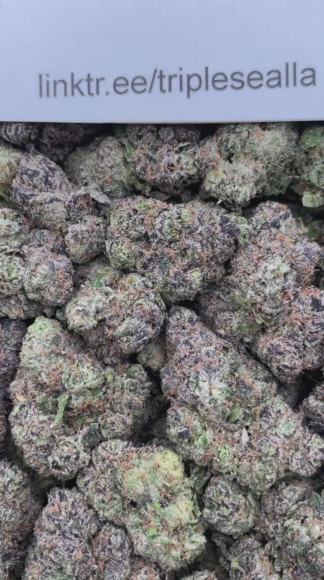 #H4B Blue Candy (INDOOR)