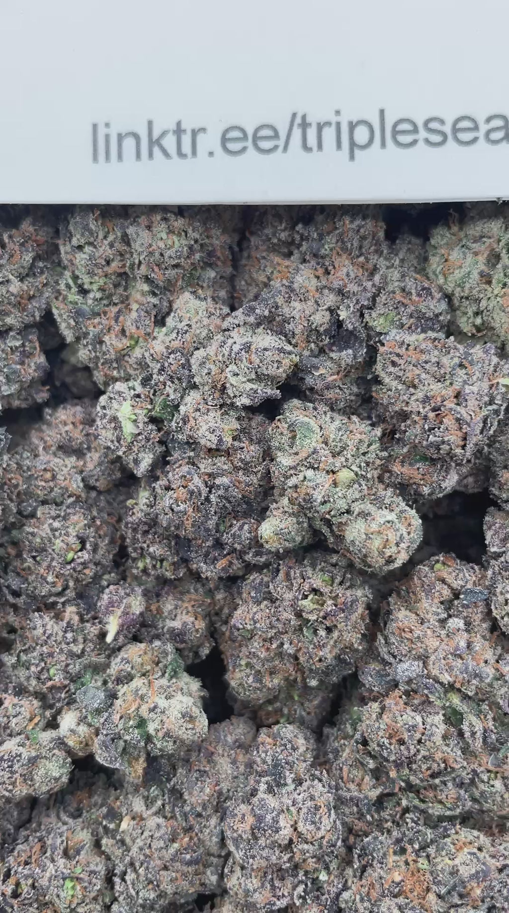 #E14C The Toad x Lemon Cherry Gelato (INDOOR) (LICENSED)