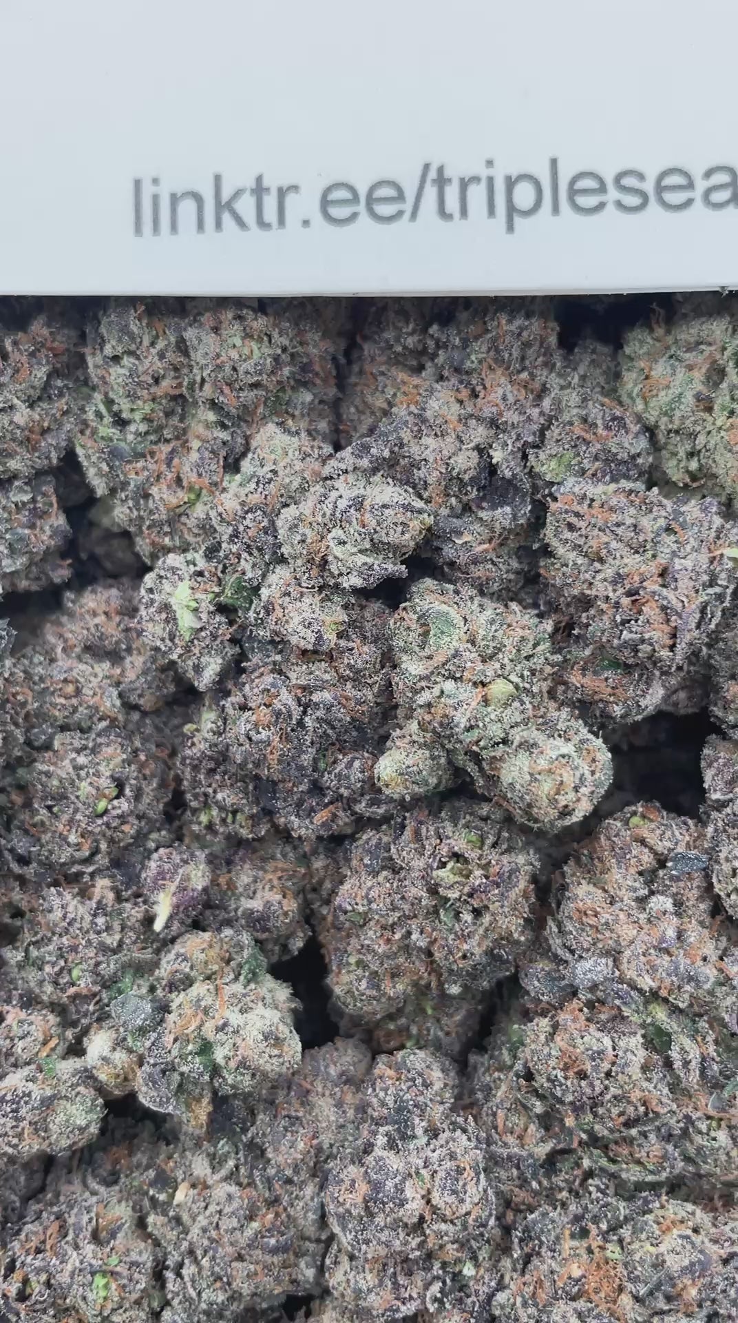 #E14C The Toad x Lemon Cherry Gelato (INDOOR) (LICENSED)
