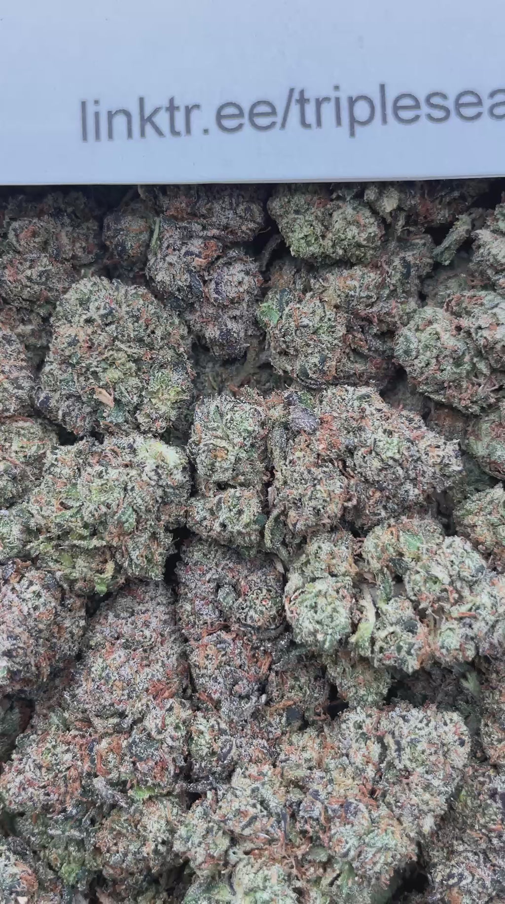 #H21C Sour Slyme (INDOOR)