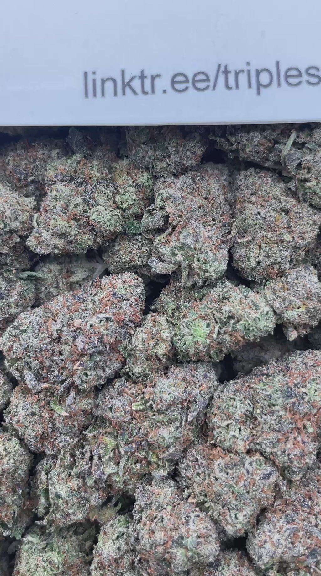 #L36B Laffy Taffy (INDOOR)